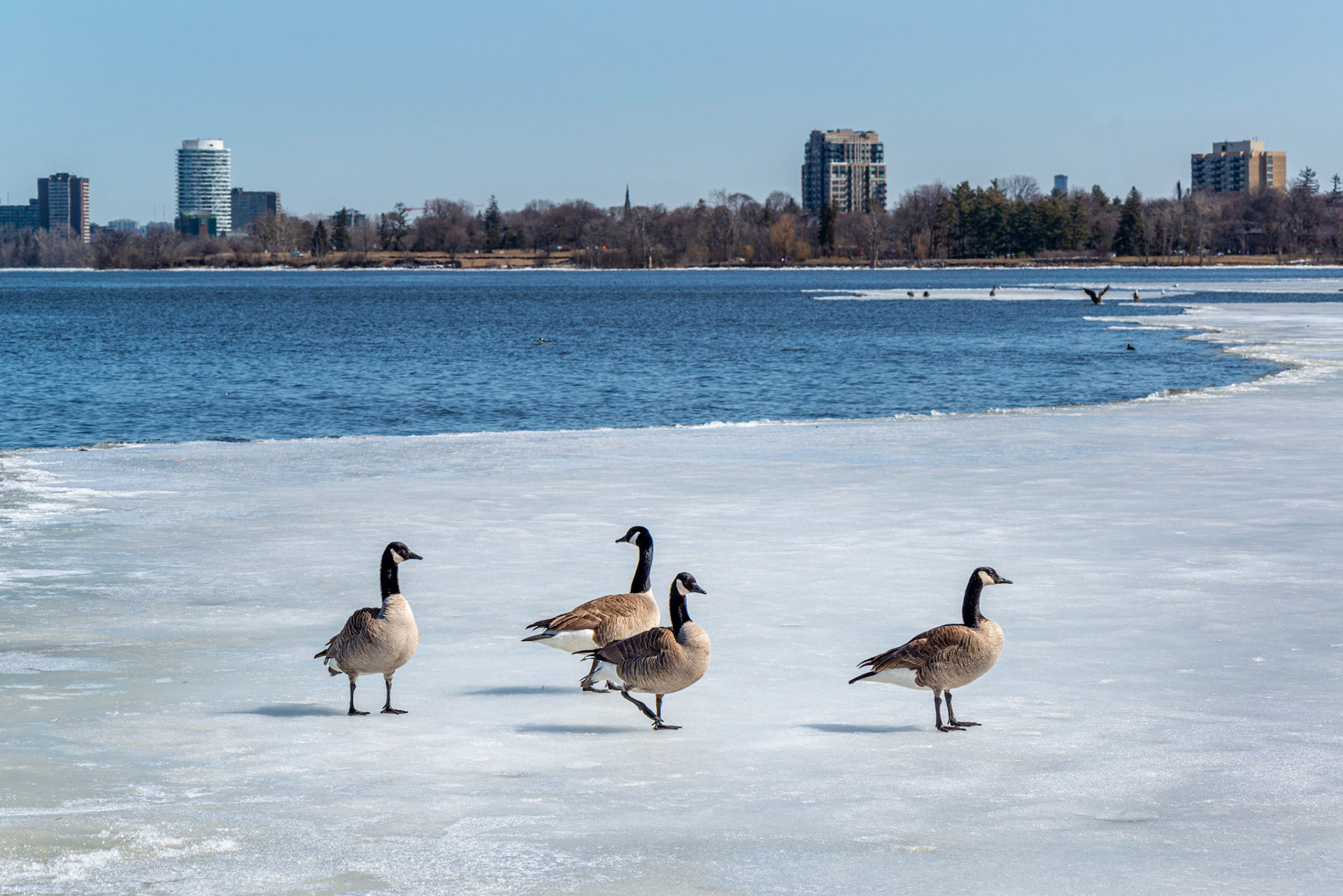 Canada geese seemed to prefer more open areas, such as this group out for a stroll on the ice sheet.