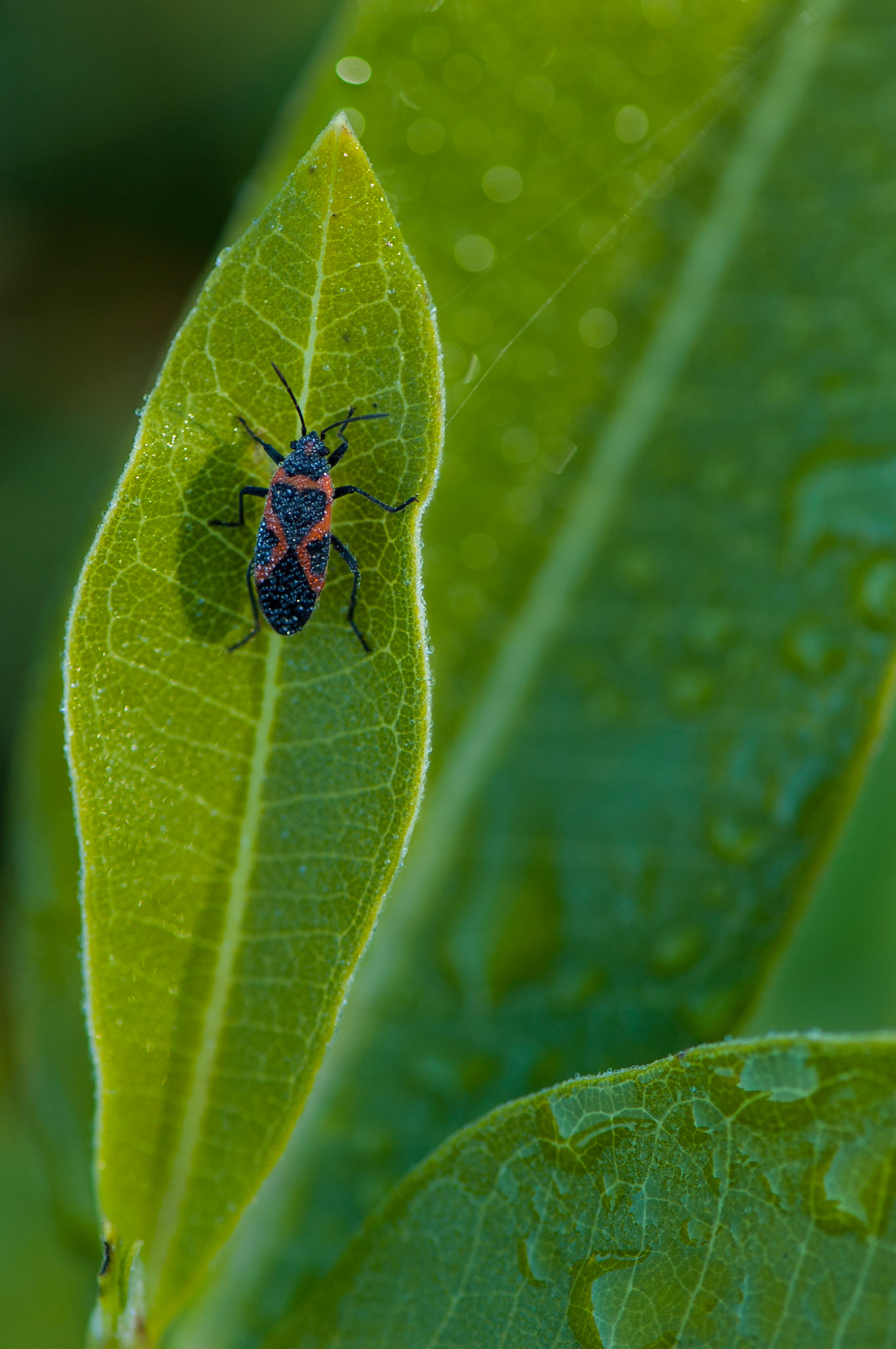 Mill of Kintail (near Almonte, Ontario); RA Photo Club Fall Challenge; September 2012