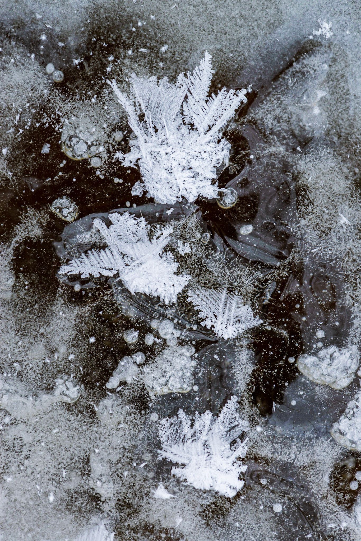 It always pays to look everywhere, including straight down, or else I might have missed these ice crystals. I took several shots to explore different compositions.