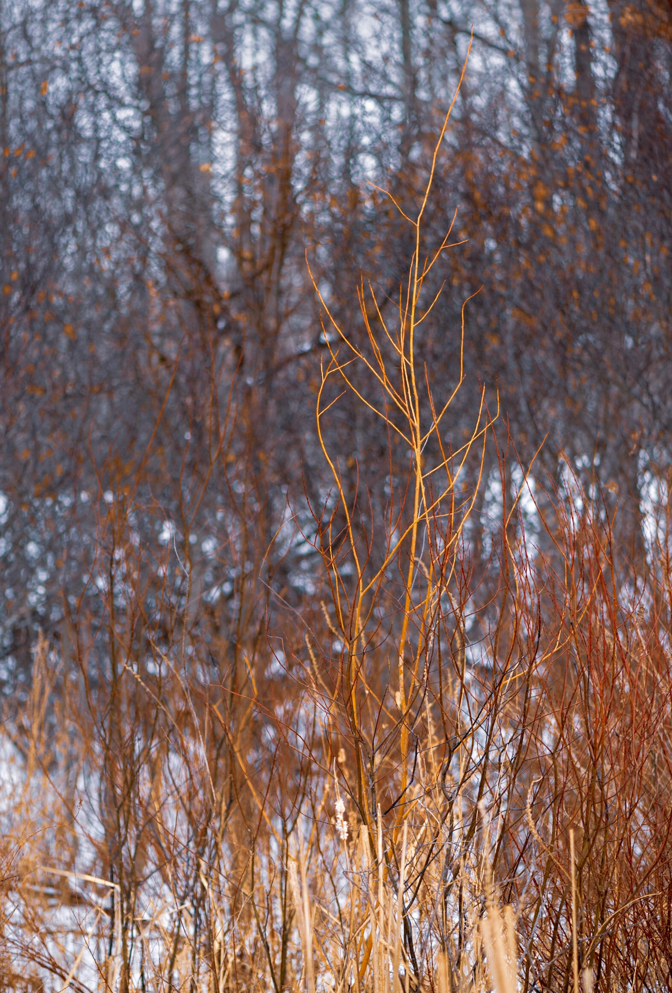 These orange branches are reminiscent of the flames of a fire, at least to my eye.