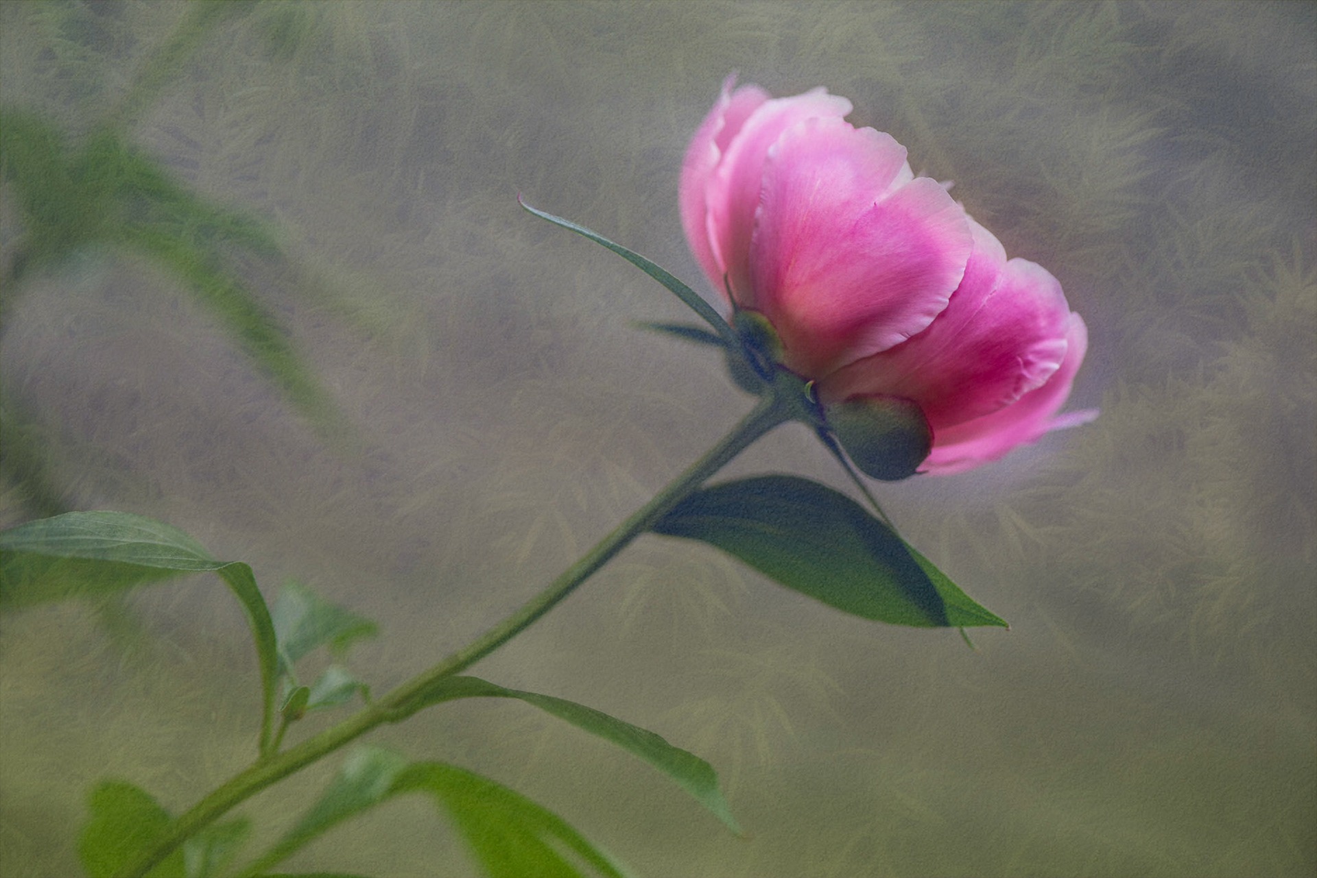 One of the first of our peony blooms. I've used texture overlays to soften the photo and aim for a romantic feeling.