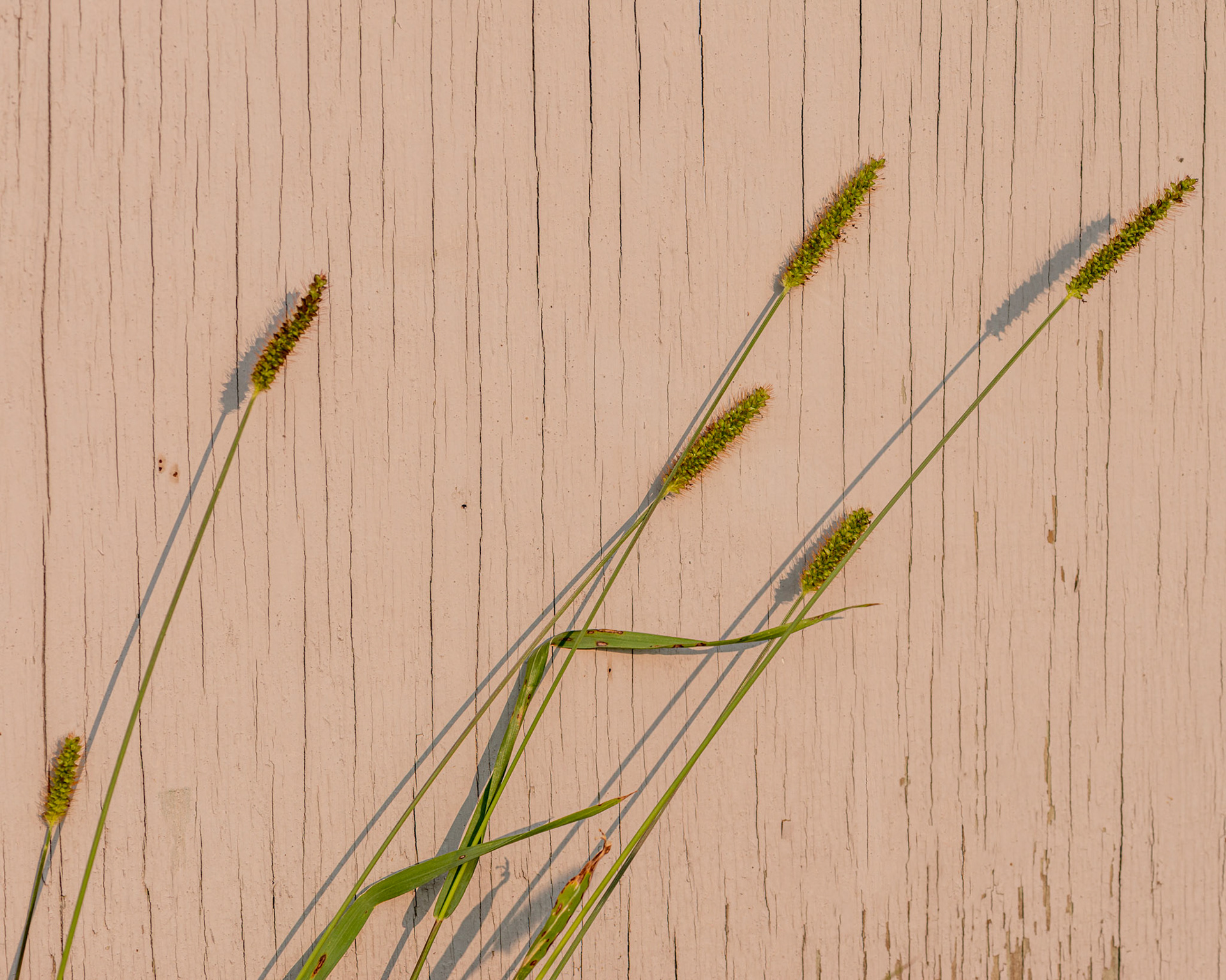 Grasses and their shadows against weathered wood.