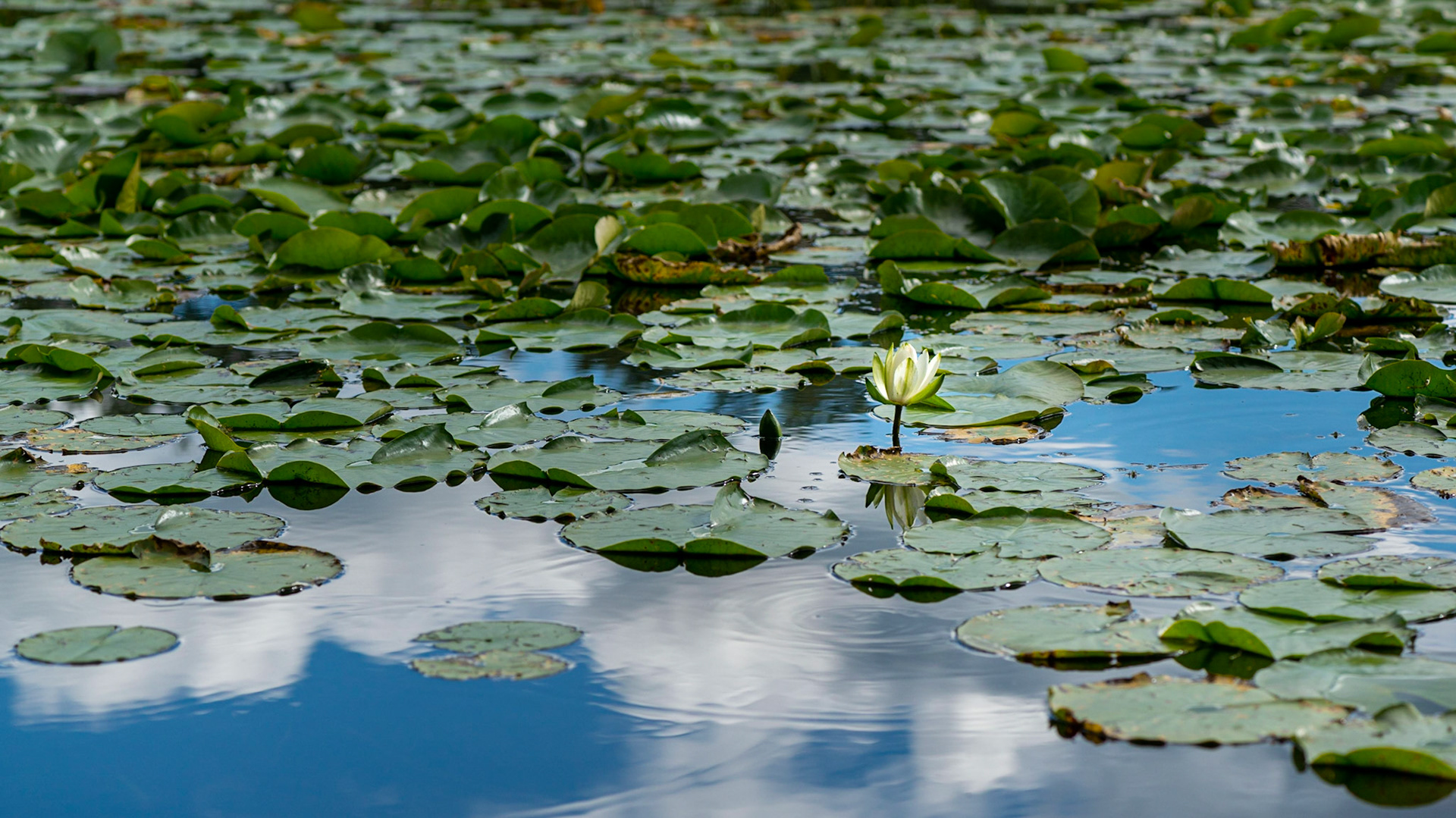 I'm always looking for the small and beautiful. The reflection of the clouds adds to the sense of the spiritual when I look at this shot.