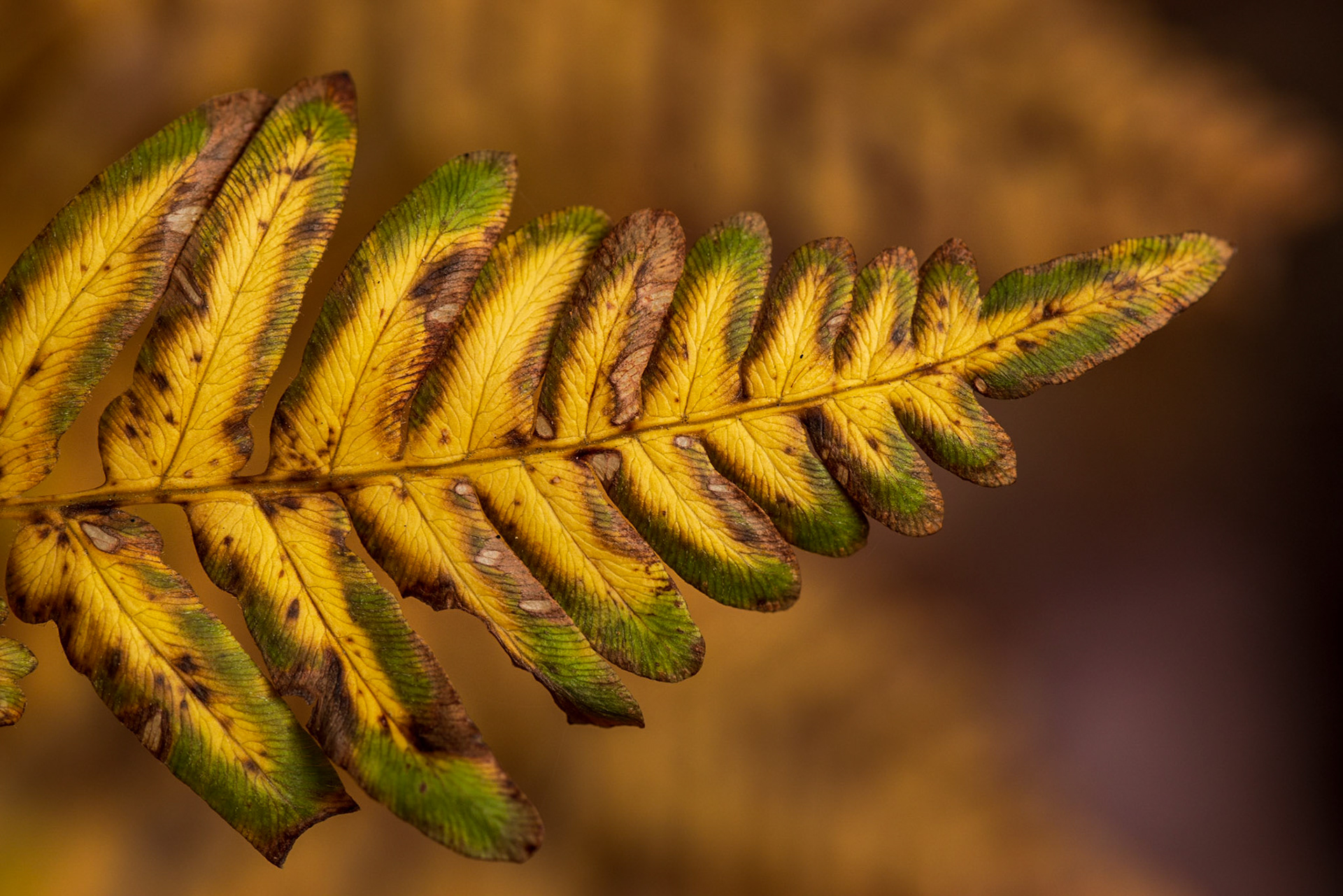 The muted brown background and green edges serve to frame and draw attention to the structure of the bright yellow part of this leaf. Texture and geometry are the main subjects here.