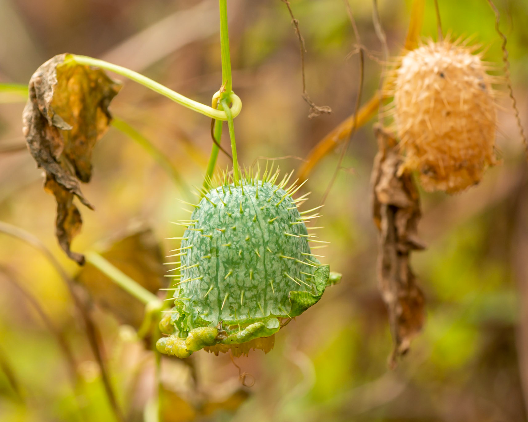 Not sure what this is, but it makes an interesting photographic subject.