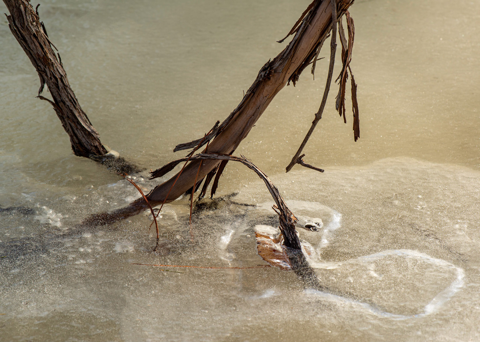 The flowing lines formed by the branches and the ice attracted me to this shot. I particularly like how the curve of one branch seems to continue as a loop in the ice.