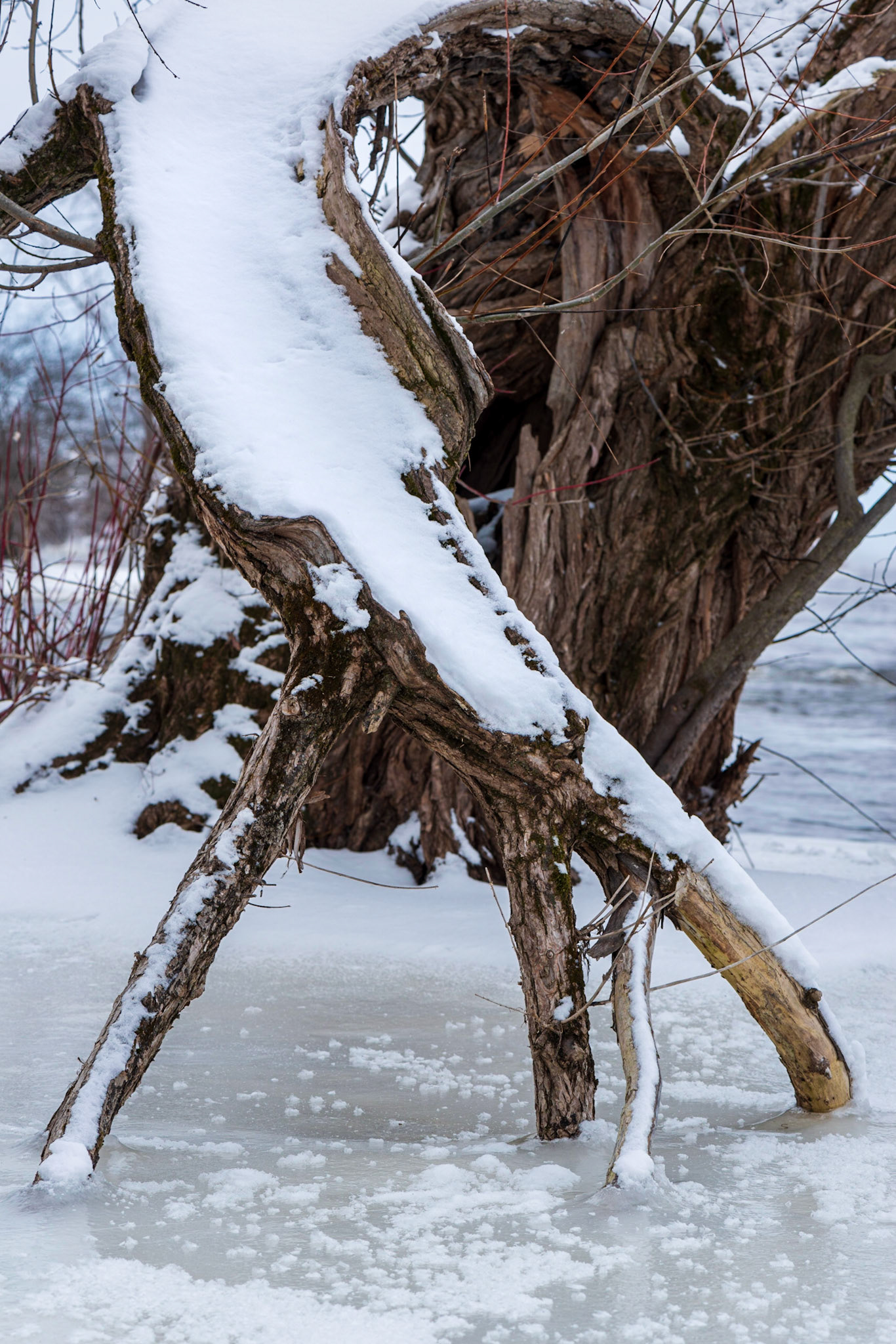 The sweeping shape formed by this trunk, with three branches like fingers reaching to the ice, drew me to this shot. I composed it tightly to emphasize these features.