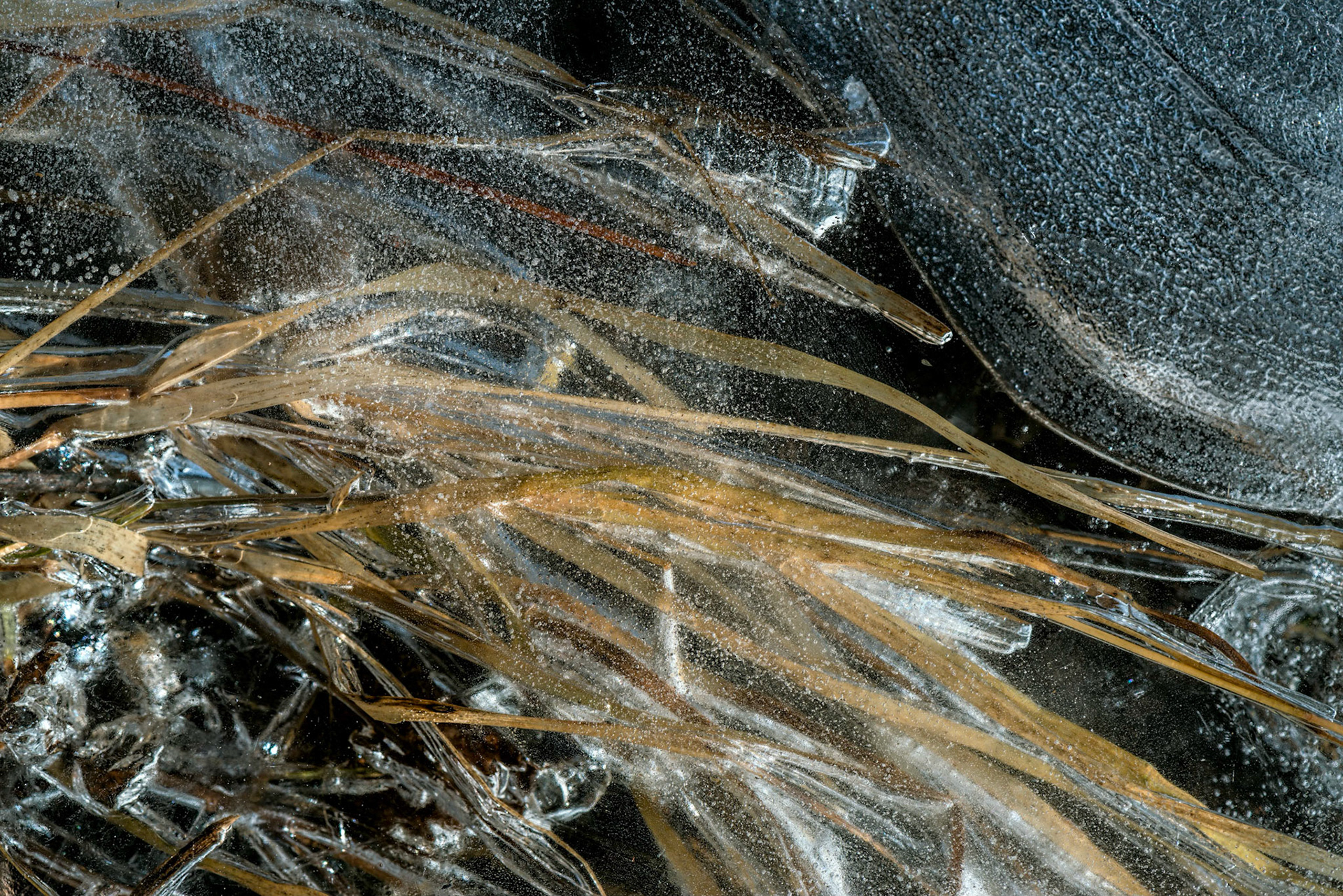 I particularly enjoy the sense of flow evoked by these reeds and the curve of ice.