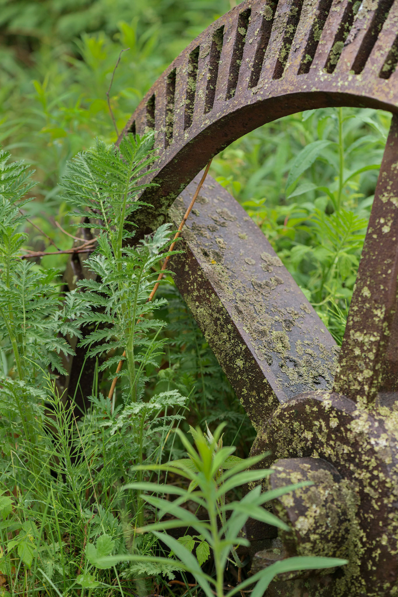 Found outside the Steam Flour Mills at Upper Canada Village, there are many contrasts offered in this image.