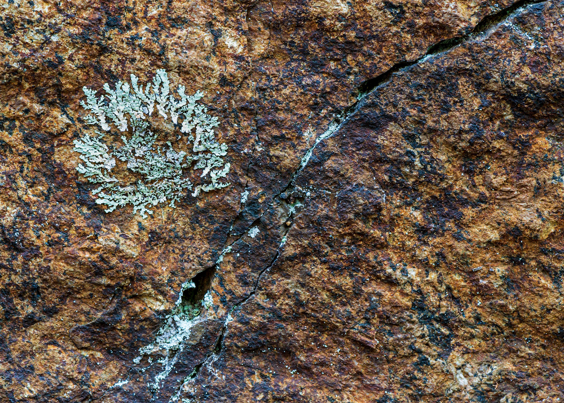 In this shot, I placed the crack in the rock to divide the frame diagonally with the round patch of lichen on one side and negative space on the other side to balance it.