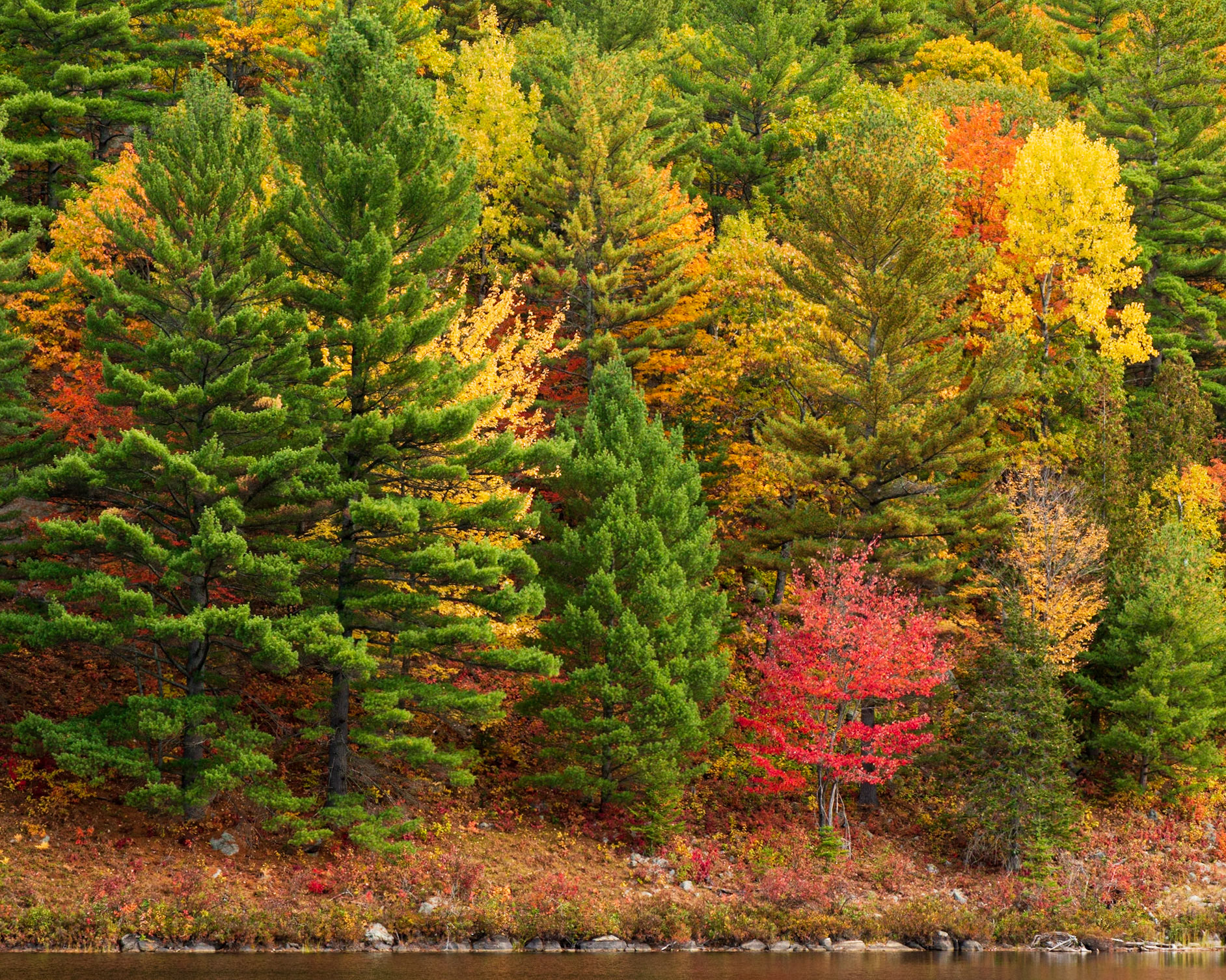 The small red tree is the subject of this shot and was framed to stand out from the colour that surrounds it. The large area of green on the left helps to balance the dominance of this small red tree.