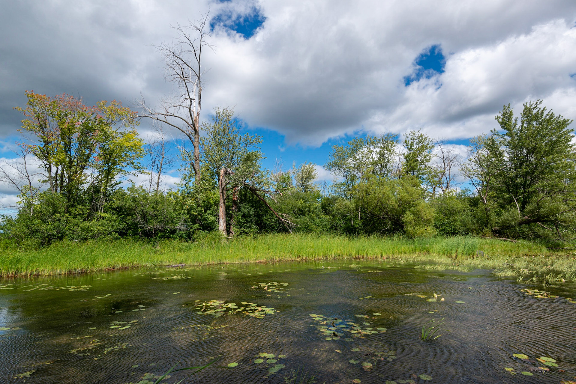 The beautiful light on this pond lasted only a few moments. The strong wind that was blowing created texture on the water and adds further interest to the shot.