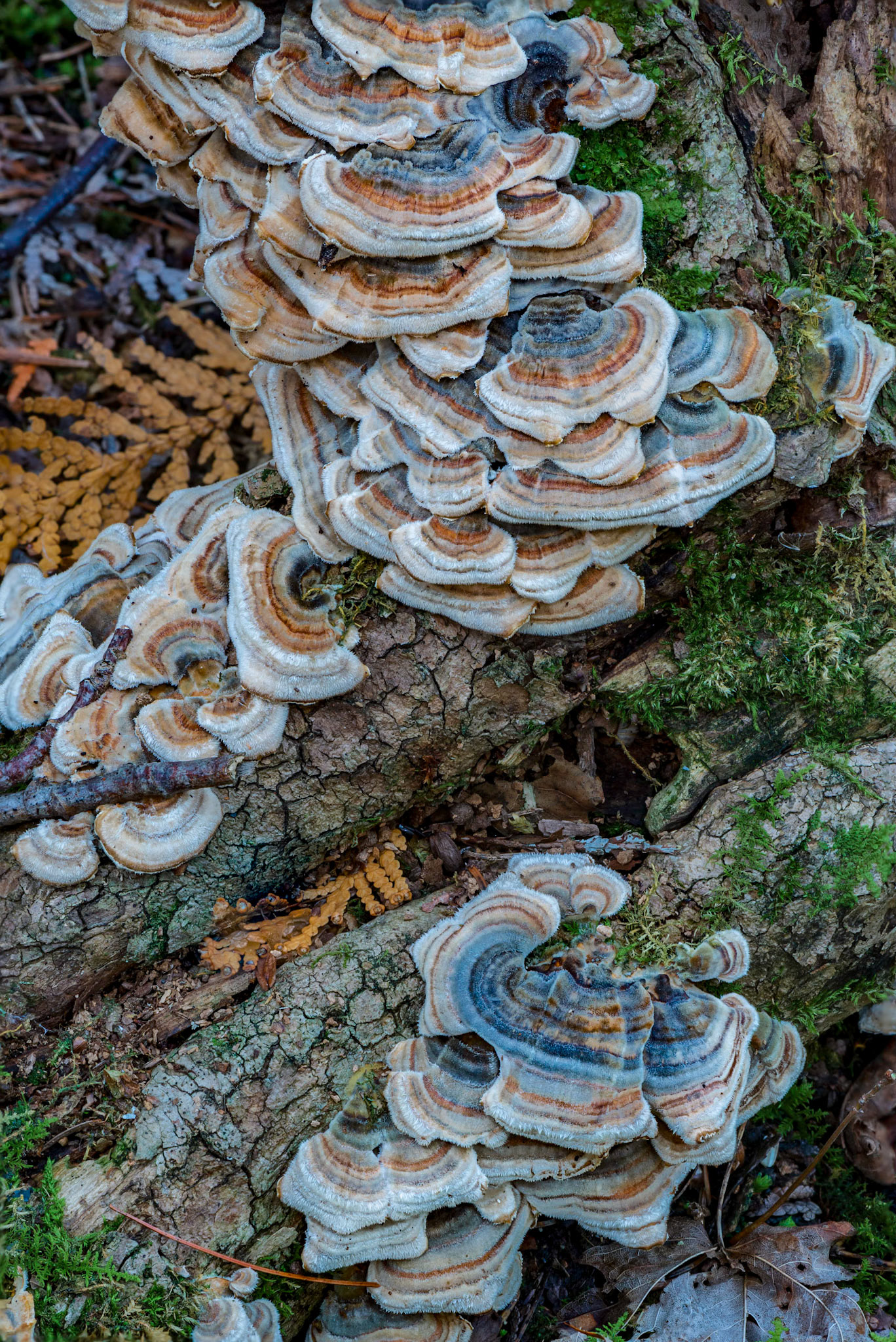 Yes, they really were this colour. This shot required several individual shots to be focus-stacked to give adequate depth of field.