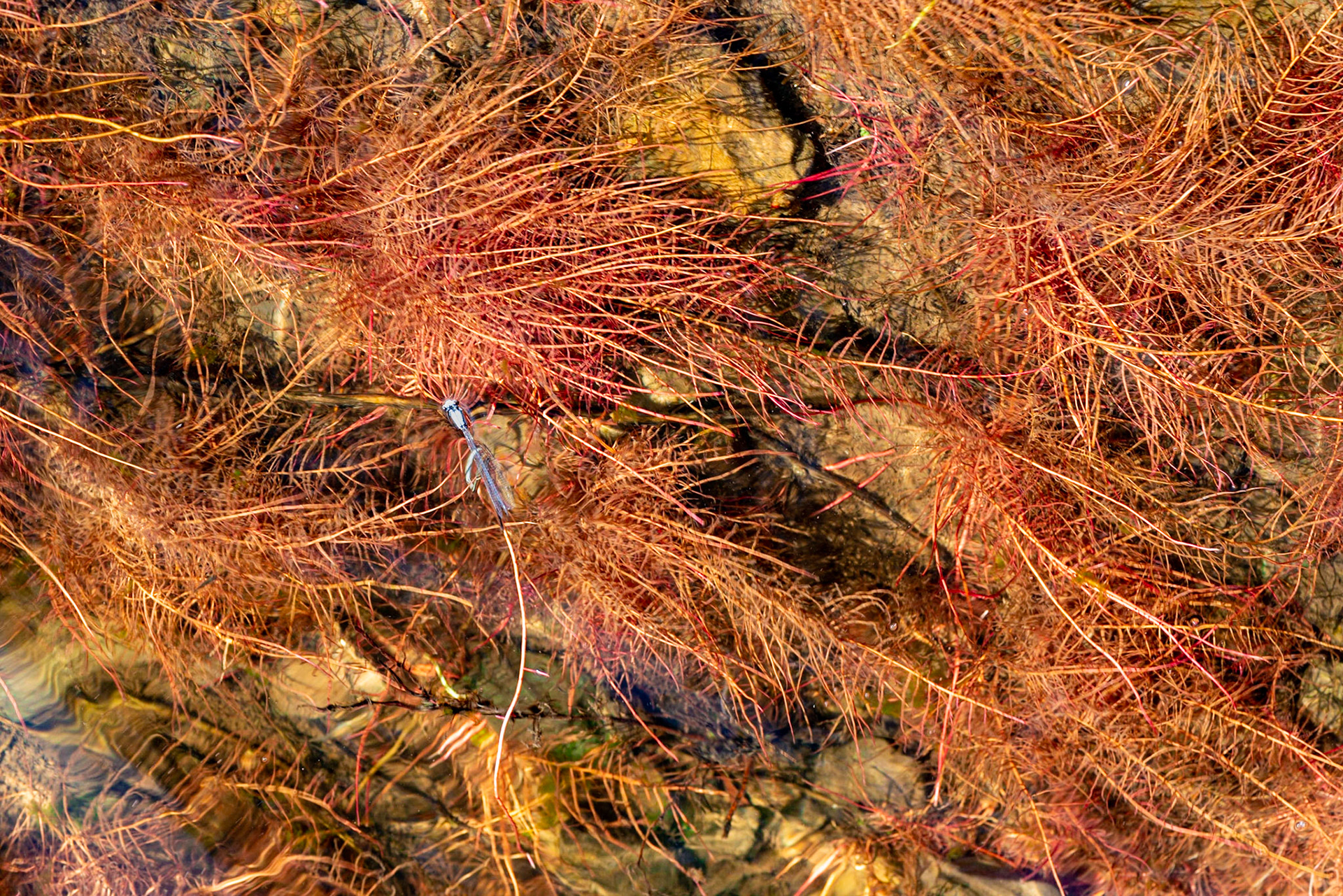 Dragonflies hovered over the water in one area. Here, I've been lucky enough to capture one in alignment with a branch, as if being held there for my shot.