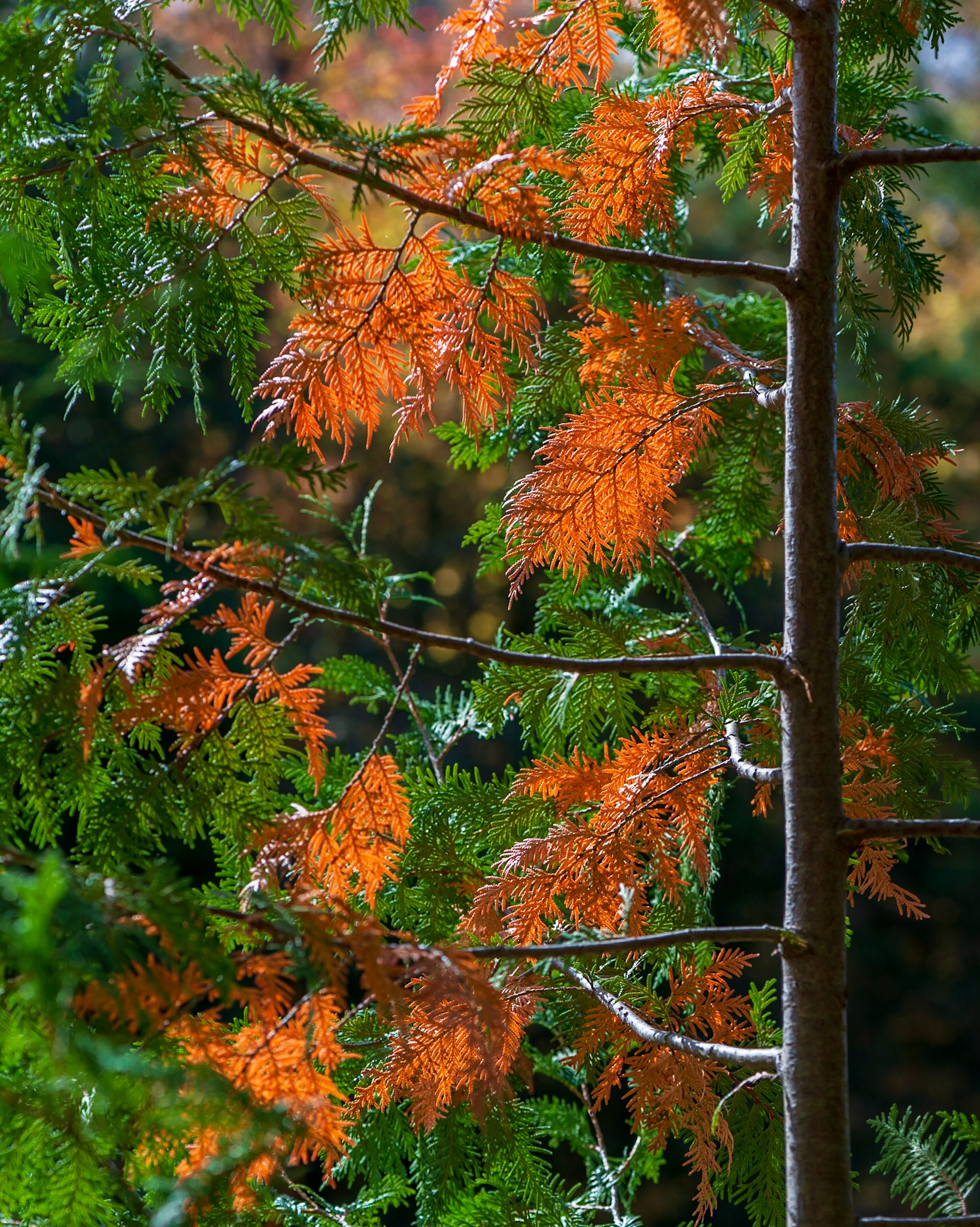 Near the edge of the shore, I discovered this wonderful backlit tree with a mix of bright orange and green leaves. I took several shots with different compositions.