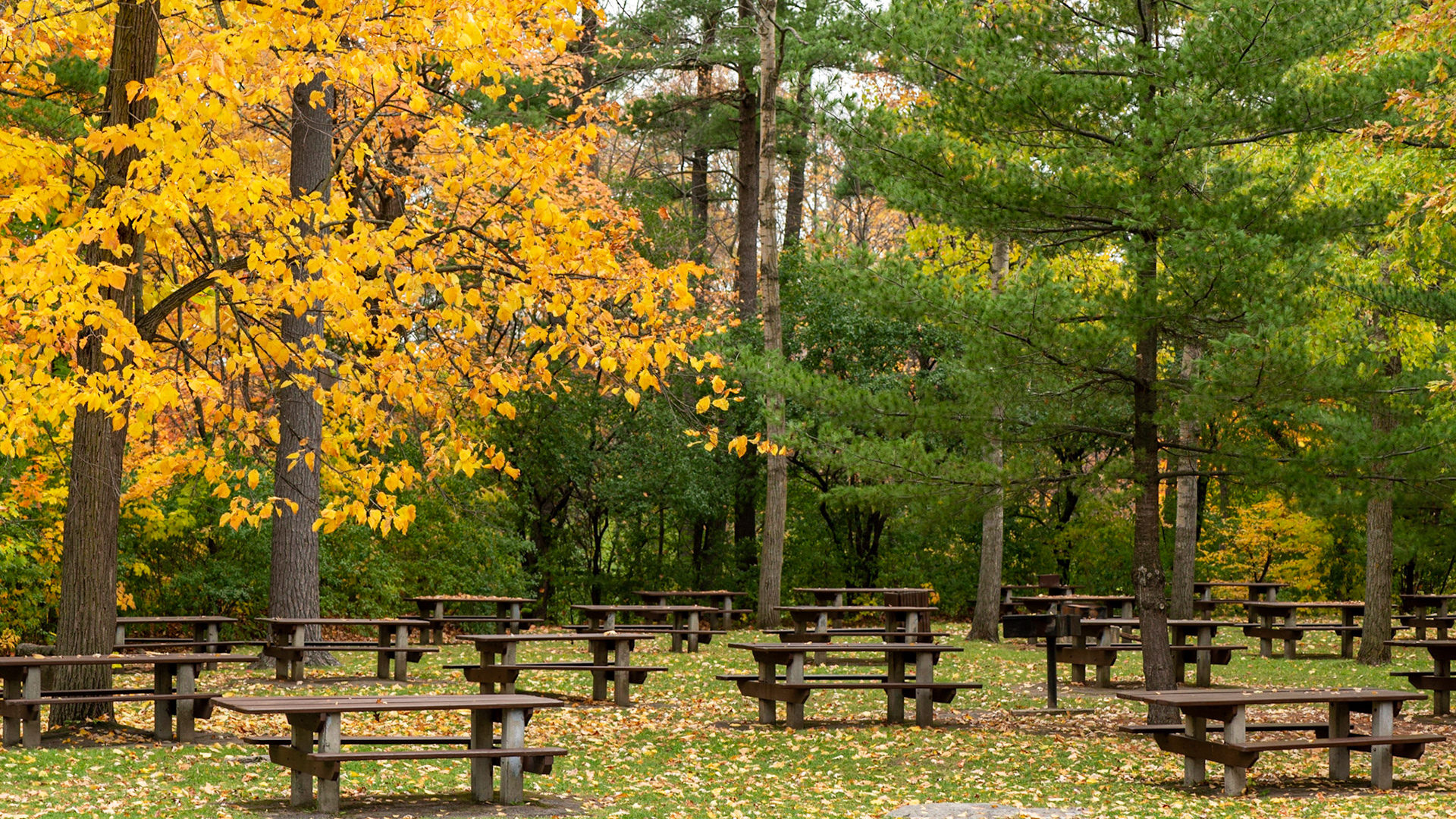 In pre-COVID days during warm months these park benches would be full of families. I look forward to the day when they will be full once more.