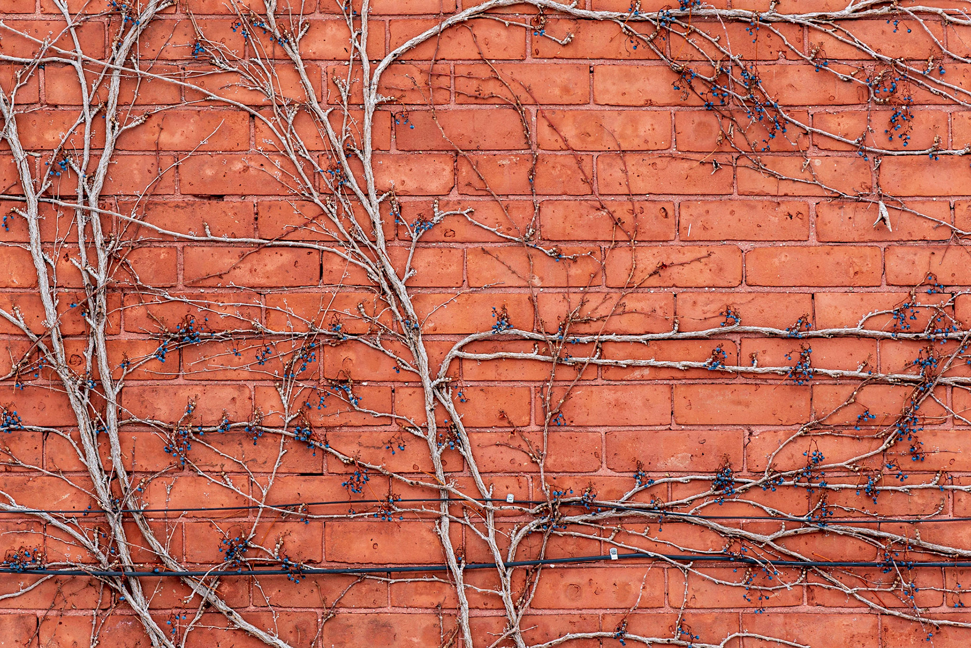 Here, I’ve juxtaposed the flowing, organic lines of the vine against the rigid, rectangular geometry of the brick wall. Clumps of berries and one remaining leaf provide other elements for the eye to discover.