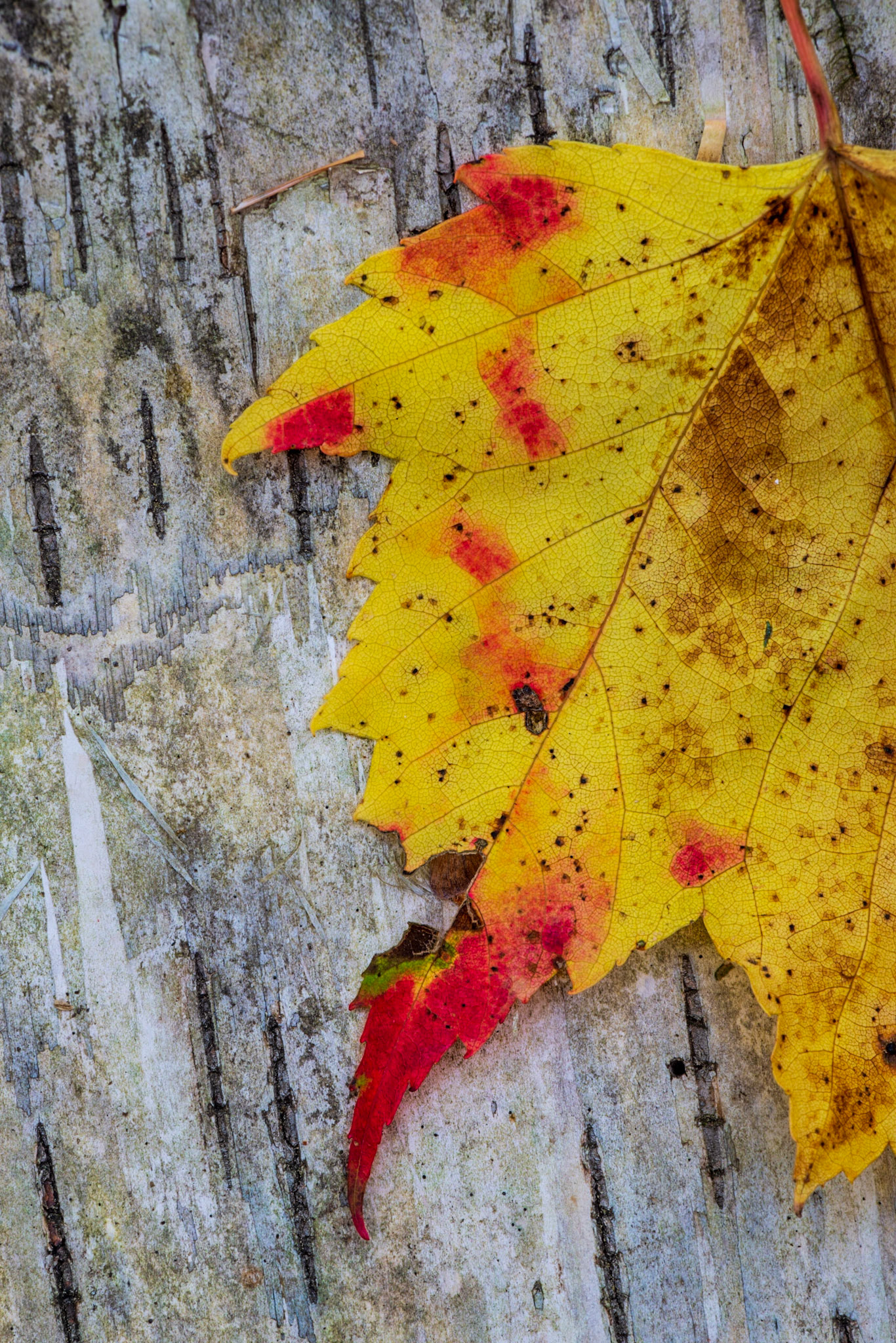 There are a couple of contrasts at work in this shot: predominantly the yellow/blue colour contrast, but also opposing diagonals of the lines in the bark and the veins in the leaf.