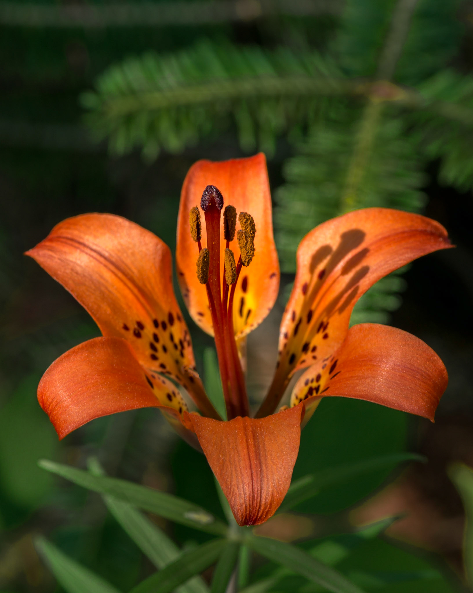 Another wild flower found along the Island Loop trail, this lily caught the perfect angle of the morning sun.