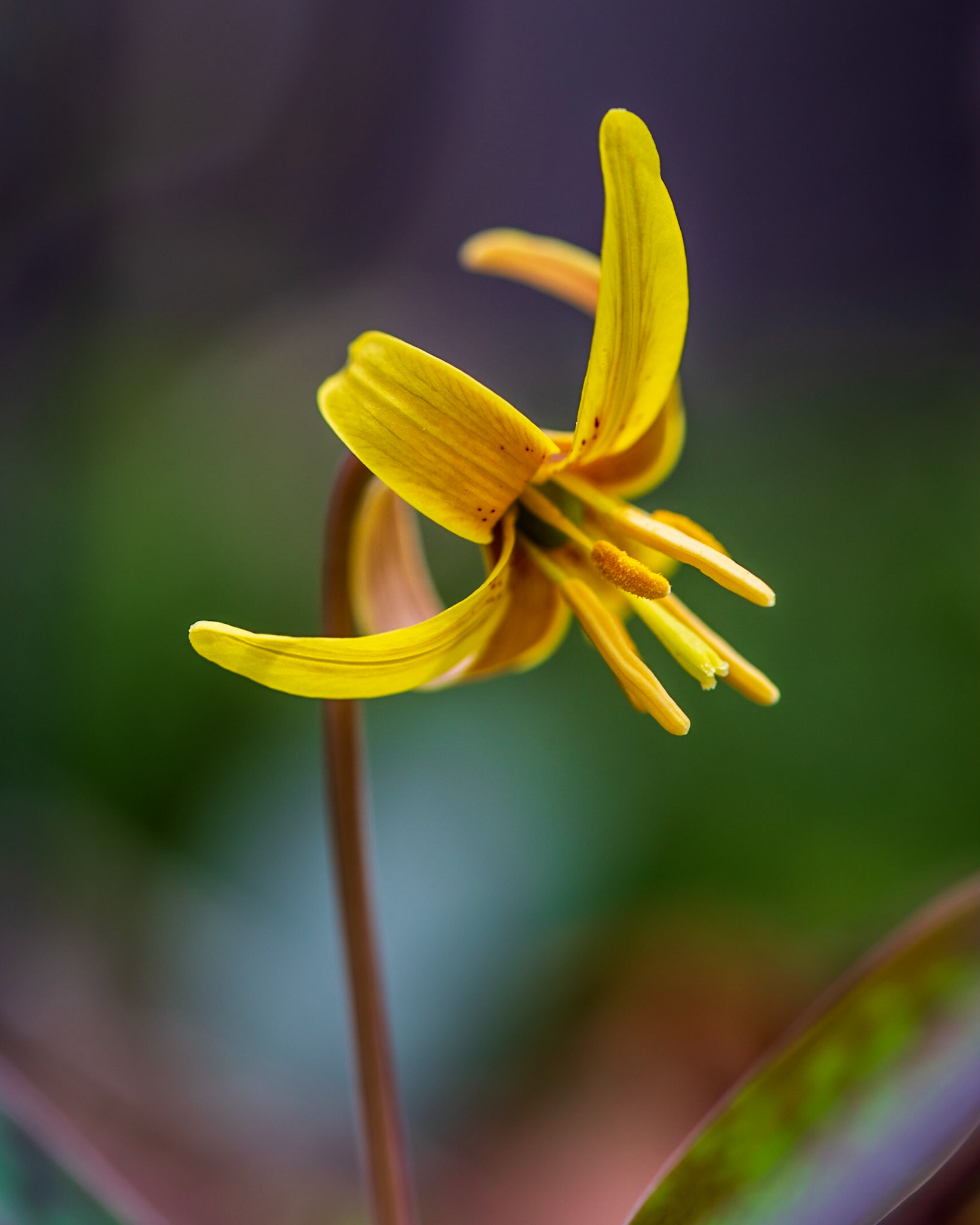 Here again I was lying on the ground and shooting handheld. The flower was only a couple of centimeters across, and several shots were needed to get the stamen in focus despite a slight breeze.