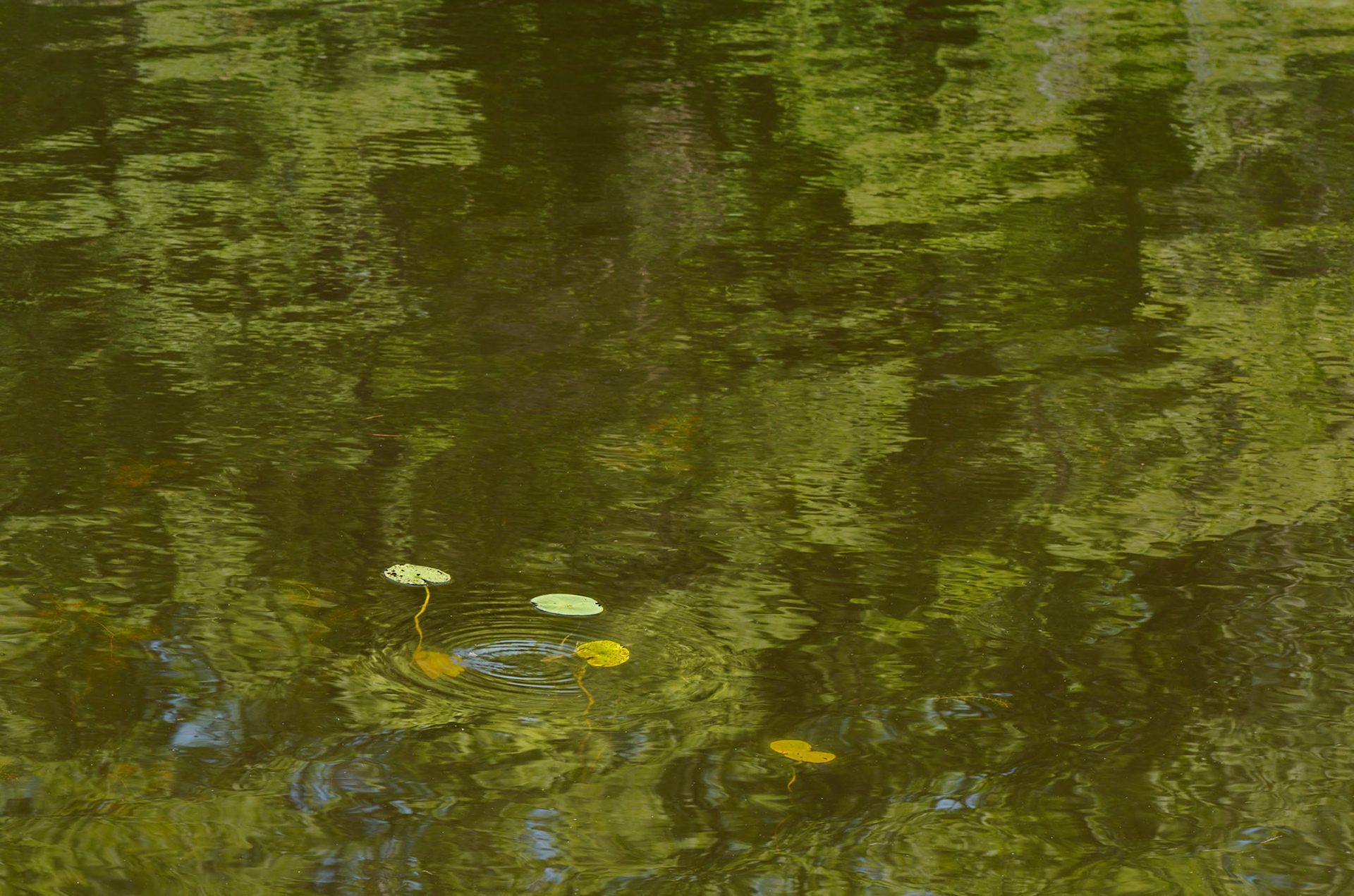 The causeway was a busy area with many people traversing to and fro, but there was stillness and serenity there too for those who sought it.