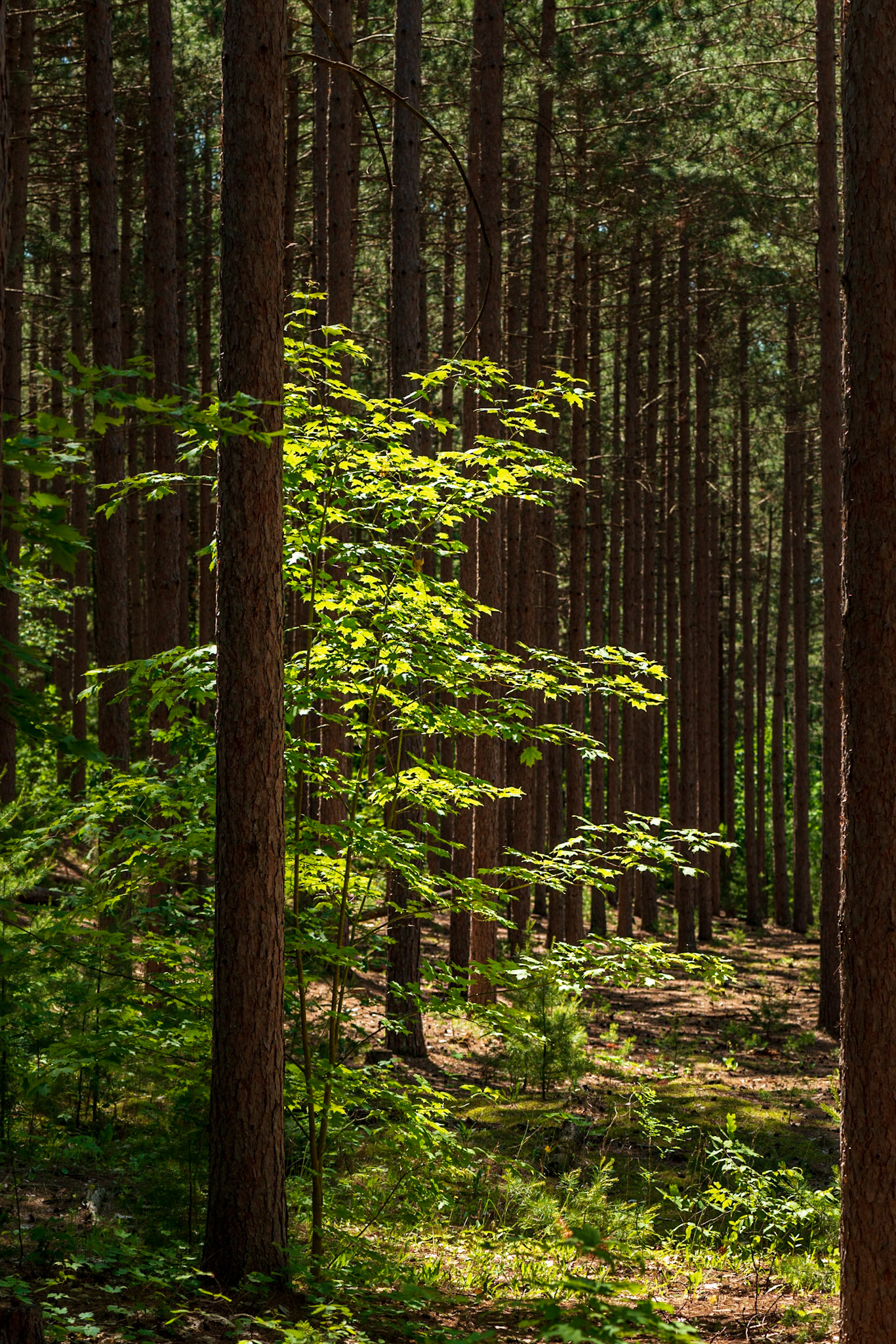 The mature trees offer a serene stage in which this backlit tree seems to burst forth in joy.