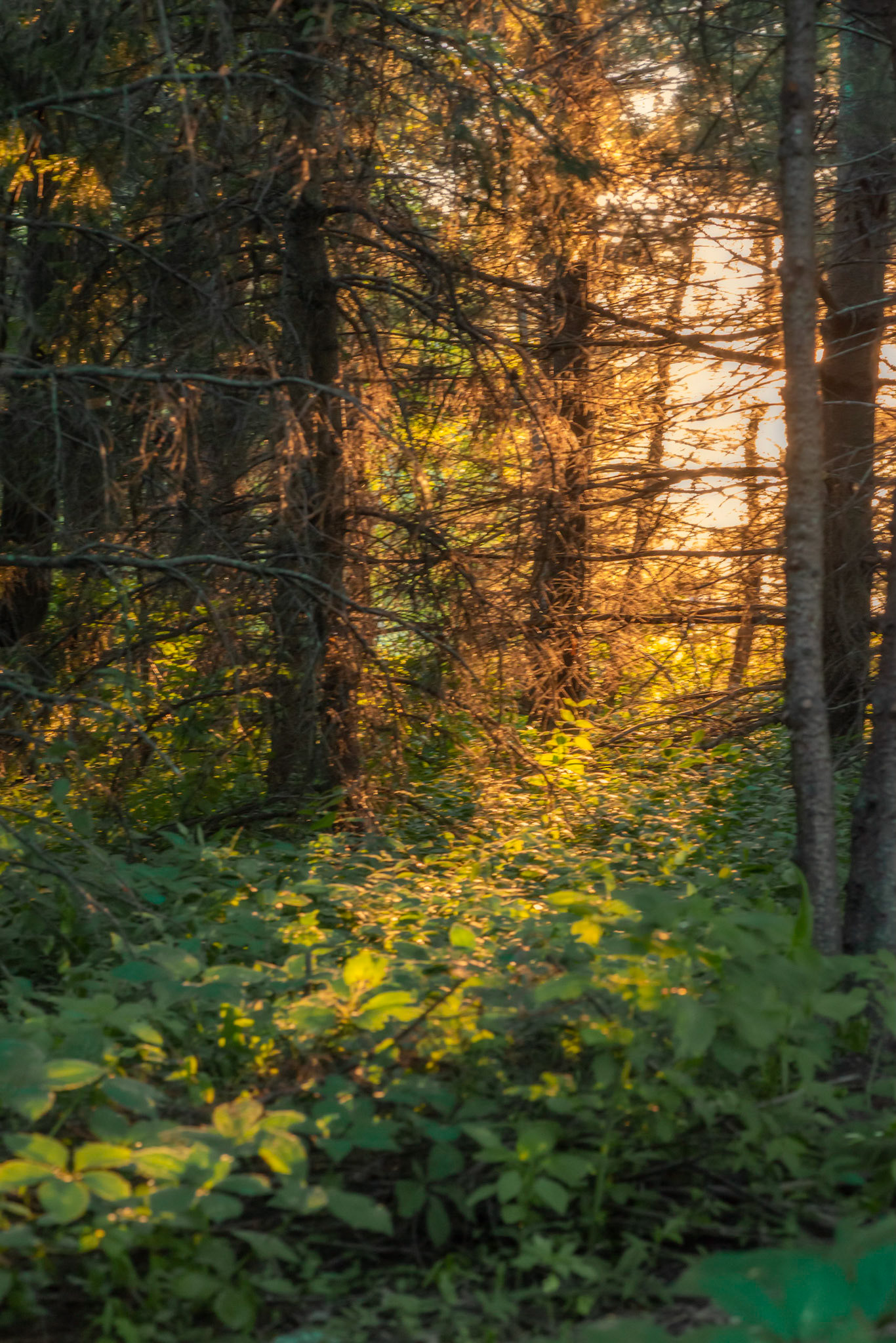 Golden evening light shining through the forest has a mystical quality.  I've sought to enhance that quality in this photo.