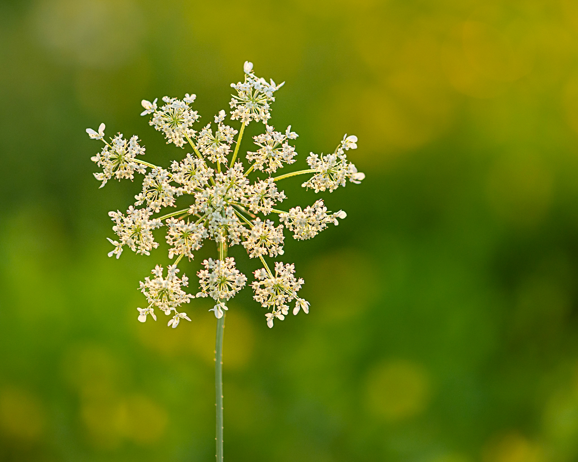 A tight shot with a nearly wide open aperture to isolate the flower against a soft blurry background.