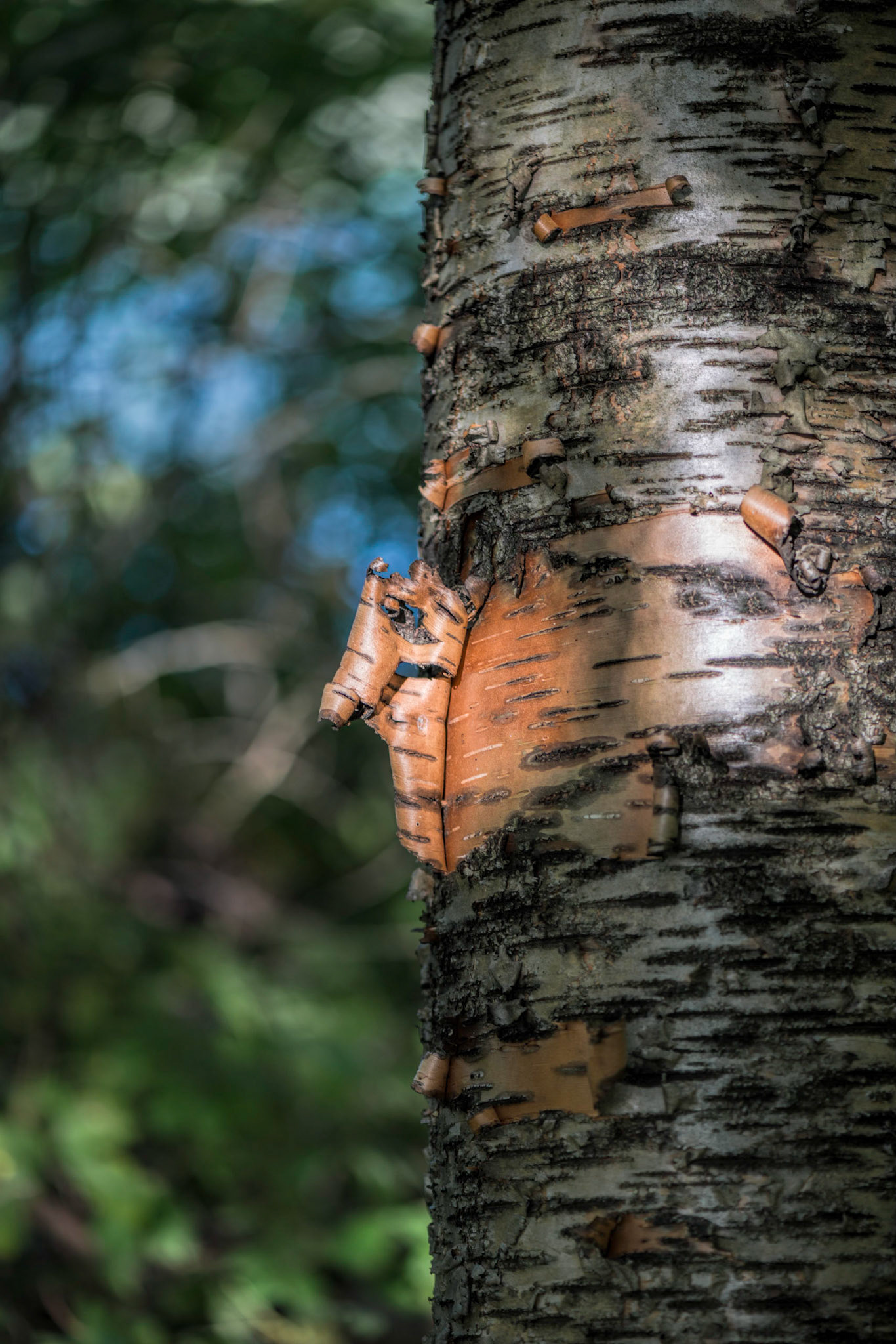 This tree was illuminated by a shaft of light that highlighted it's reddish bark against the green of the forest and the blue of the sky.