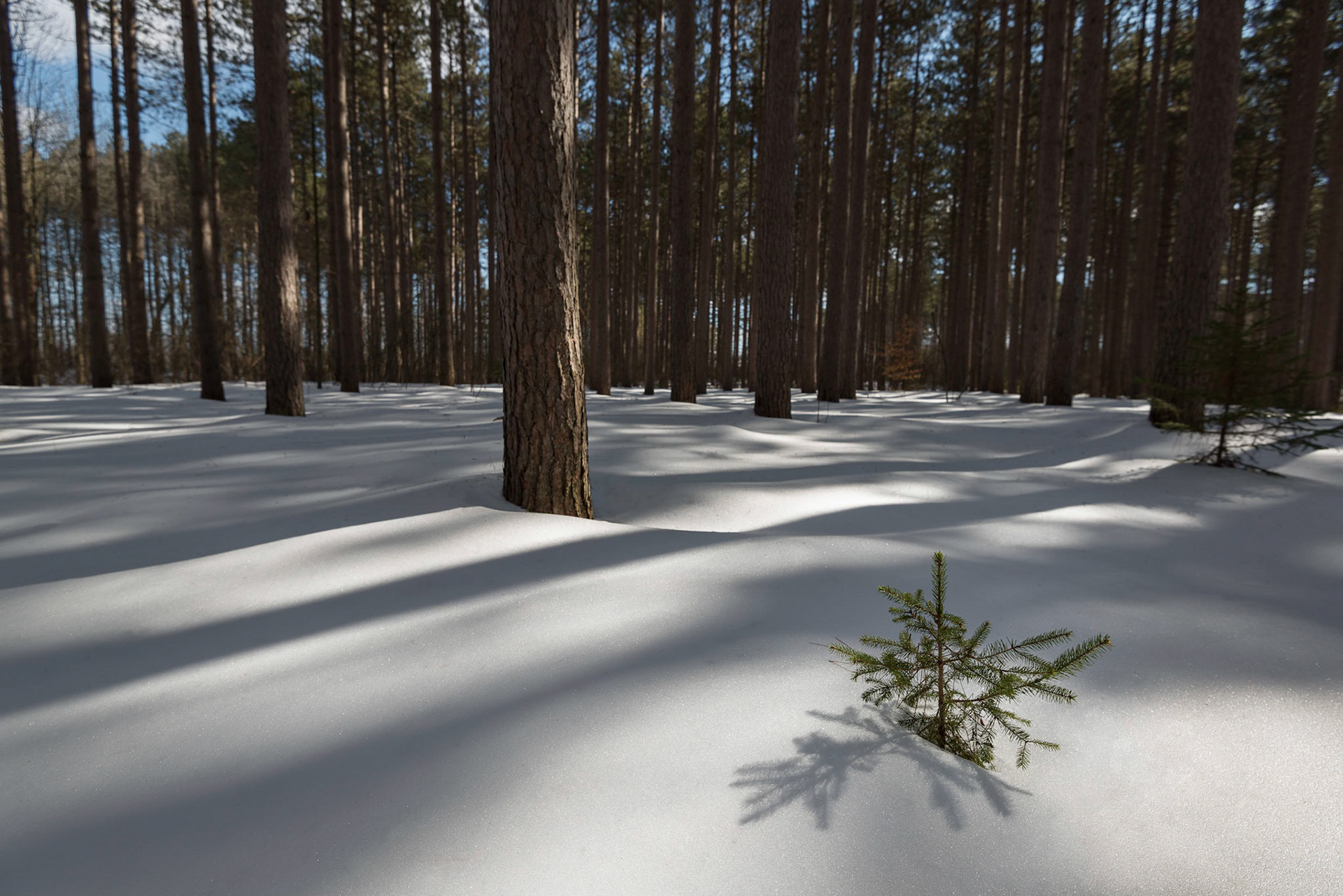 The wonderful thing about snow is that it helps to hide the clutter of the forest floor that enables shots like this to be made.