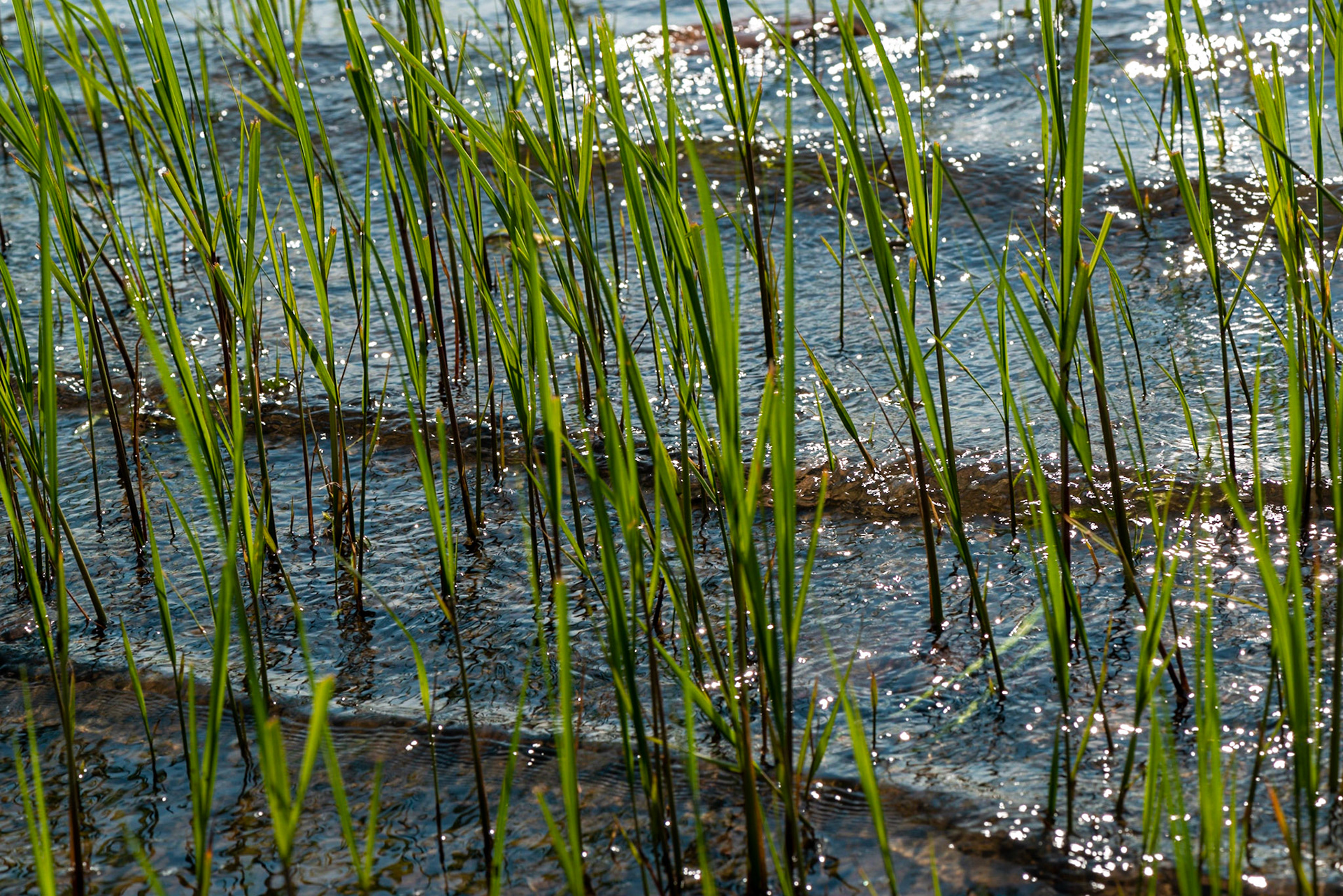 A sandy stretch of the river had reeds growing at the river's edge. I took several shots because I wanted one with the reeds backlit and three crests of waves.