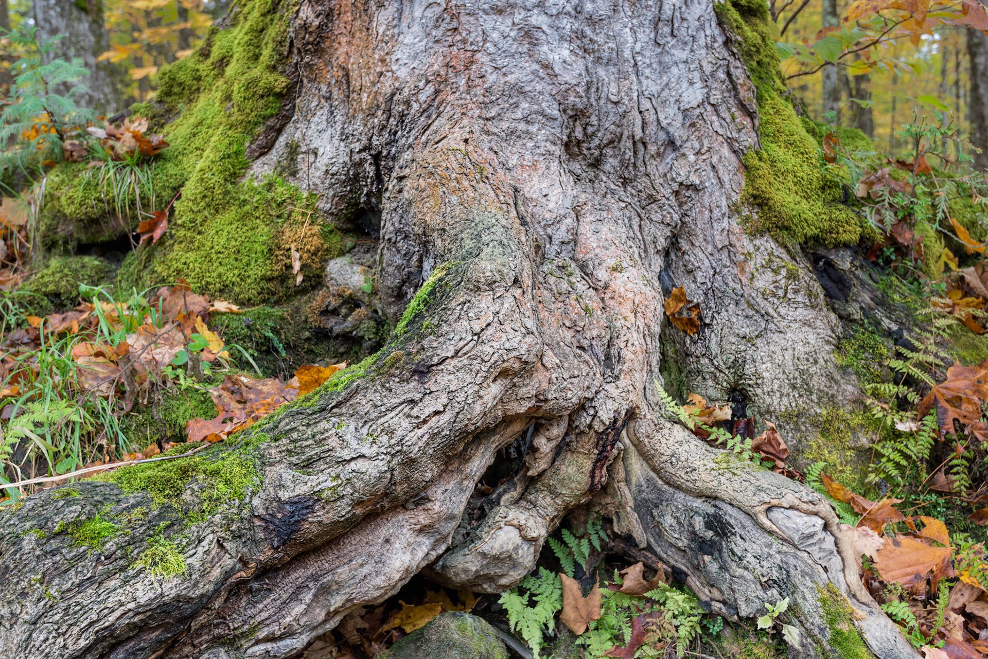 Tree roots are fascinating subjects, especially when they are old and gnarly like this. I can imagine seeing different things in these roots.