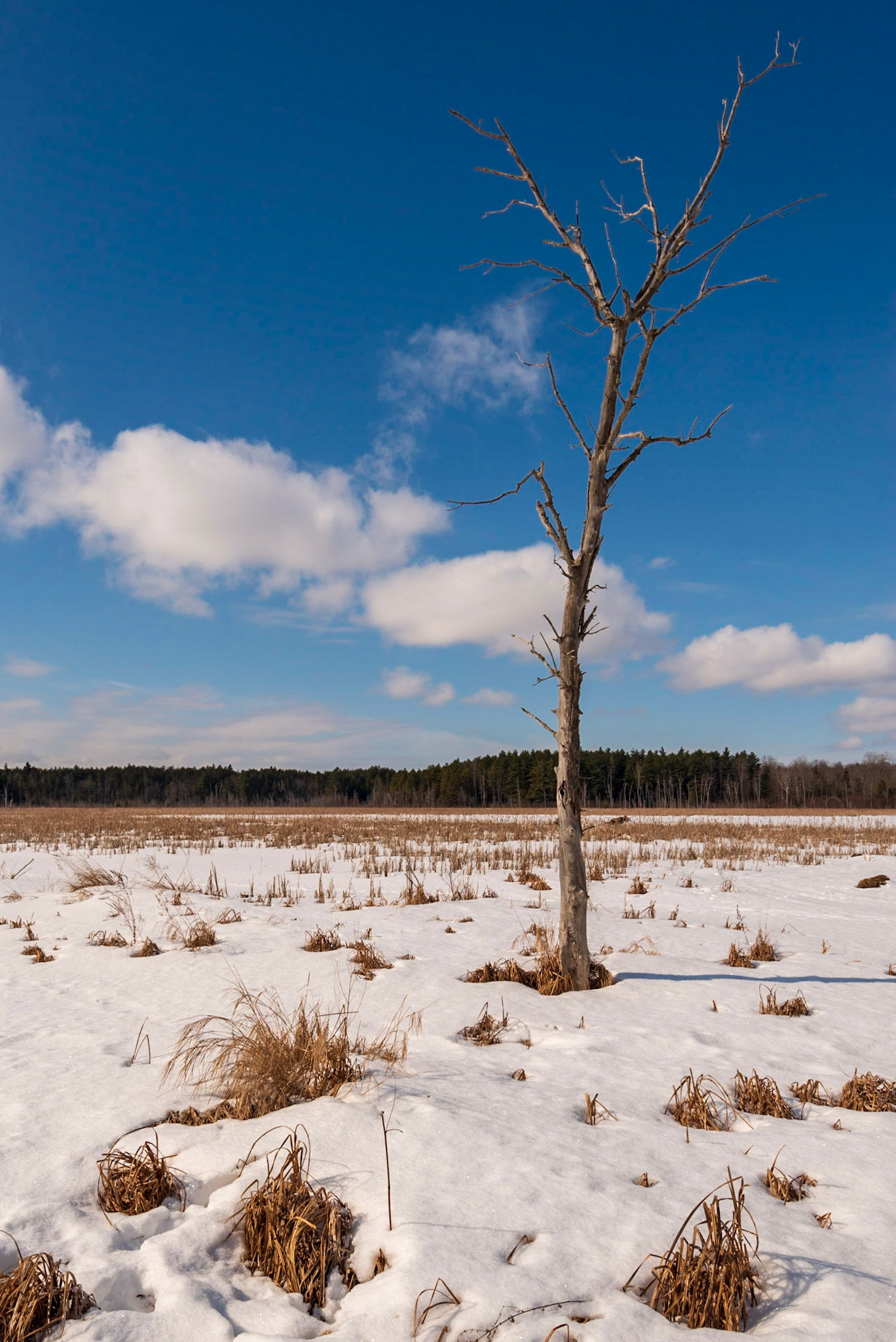 I've photographed this tree many times, but because the pond was frozen over, this is the first time I was able to walk out onto the pond to get this particular perspective.