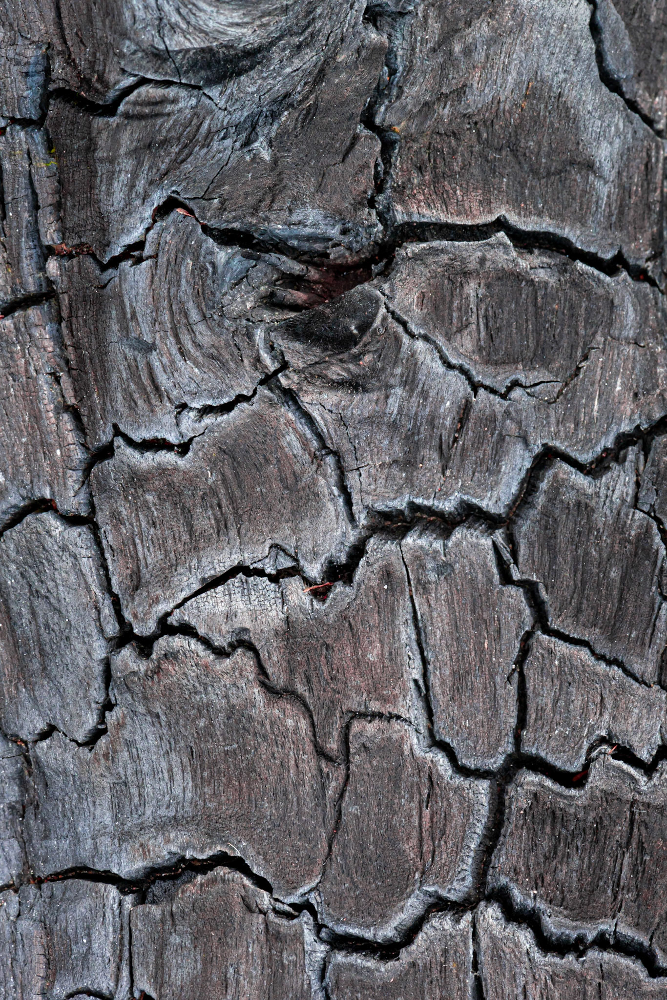 A burnt log in a campfire that someone had once set near the river. I love the rich tones of the burnt wood and the geometry of the cracks.