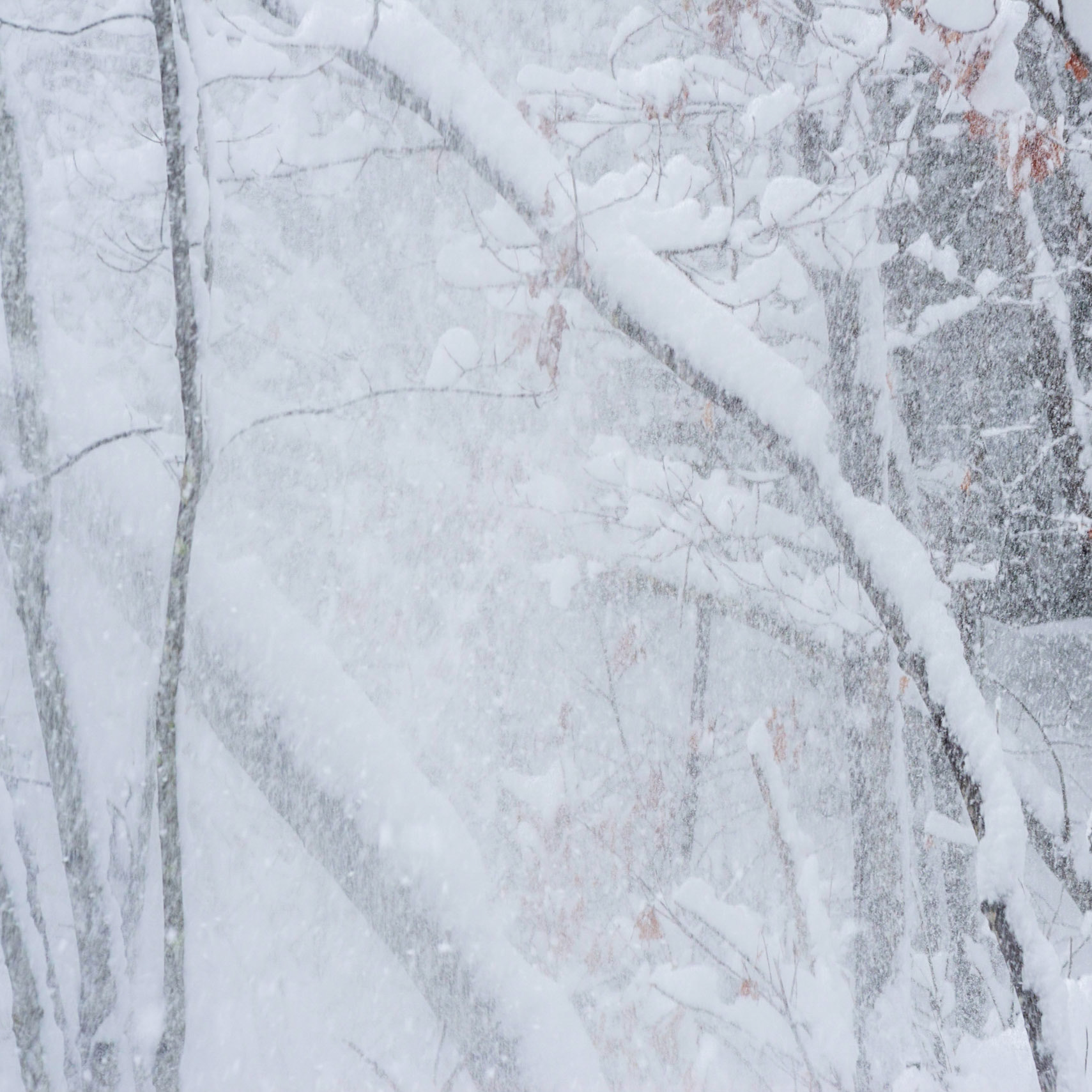 In addition to struggling  with the snow underfoot, the occasional gust of wind would coat us with snow from the trees.
