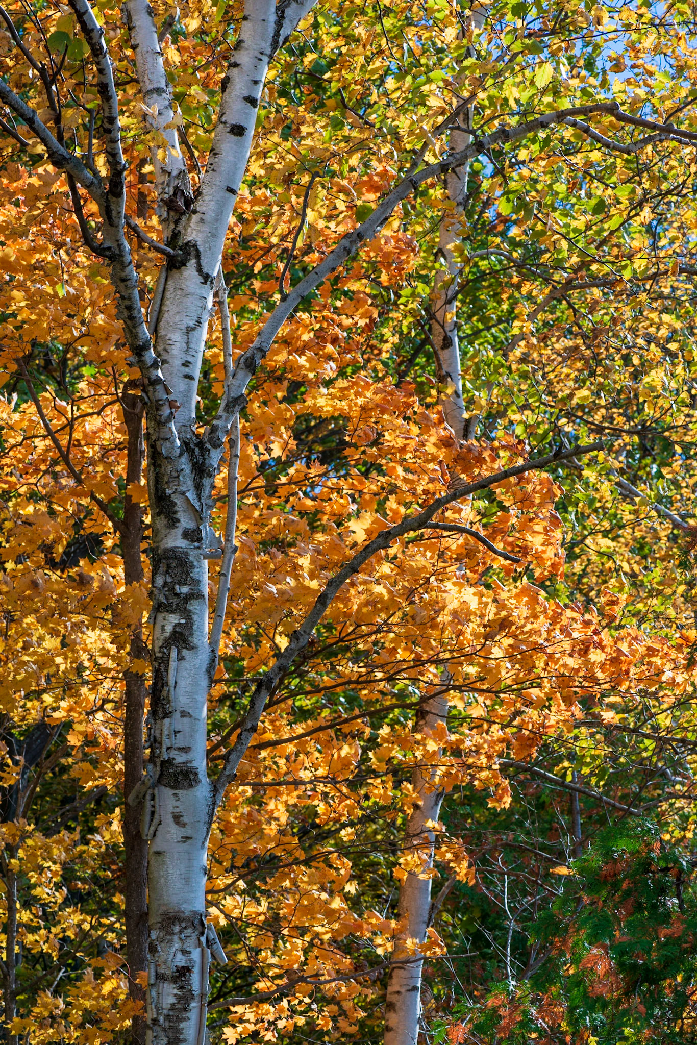 Another backlit shot where the strong verticals of the trees are layered with orange and green leaves.