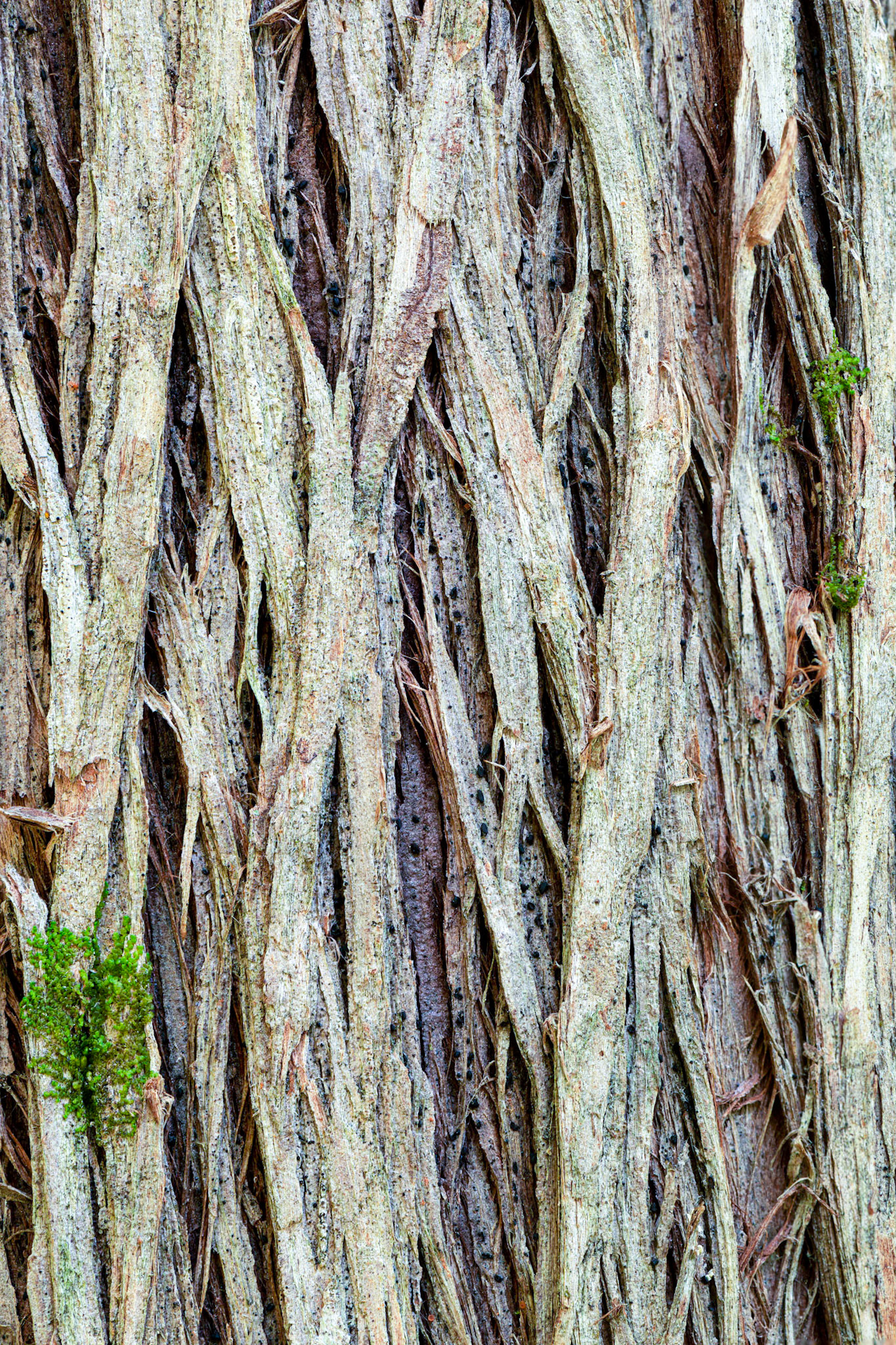 I loved the way the bark on this tree seemed like it was braided.