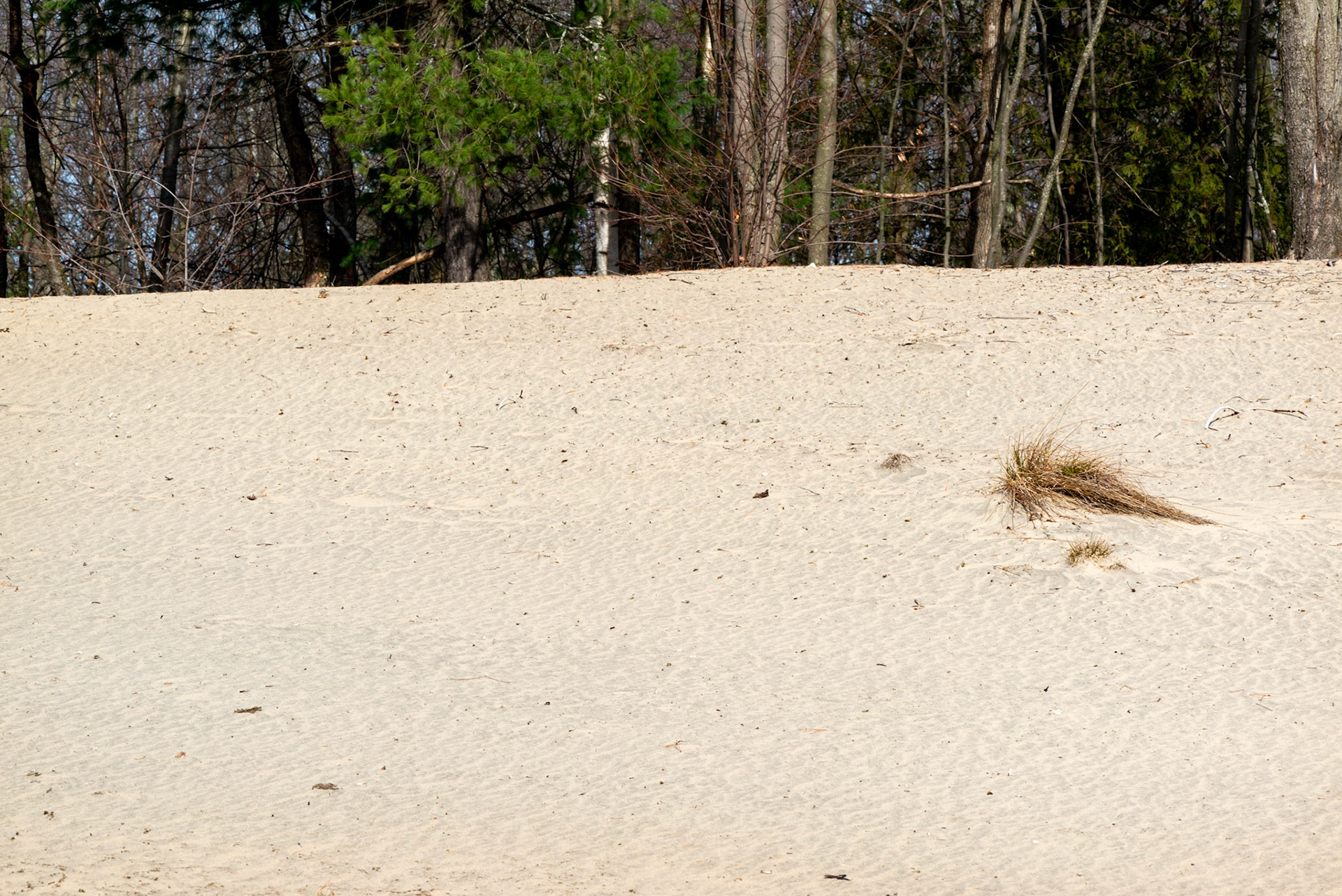 Site 1. This site most closely paralleled the experience of being at a beach. But it was surrounded by forest rather than water.