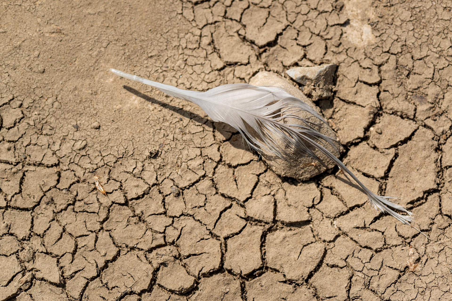 Found objects are fun to photograph. The softness of the feather contrasts well with its surroundings. The feather also seems to point the way outside of the arc of cracks.
