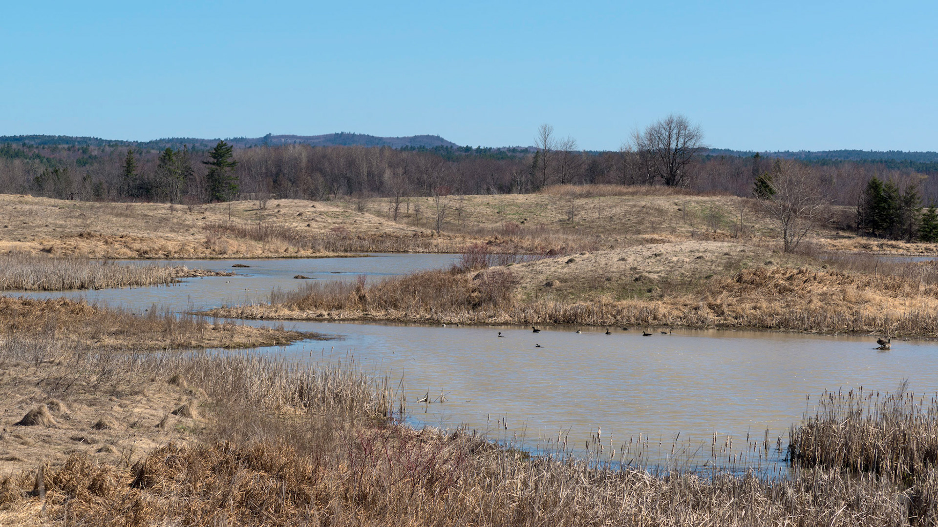 Plaisance Park has a large blind for viewing birdlife, and this was the view during our visit. Rather a mundane scene, but I liked the compositional arrangement of the water and distant hills.