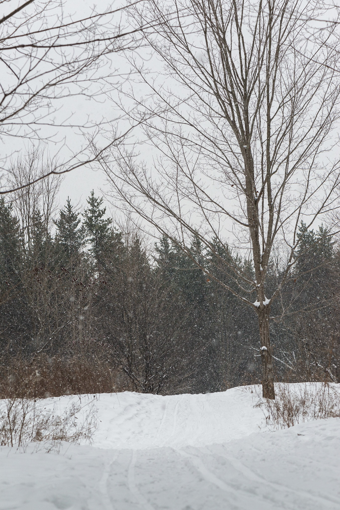 This shot captures the mood of the day - overcast with a light snow falling, not many people, and wonderfully quiet and serene.