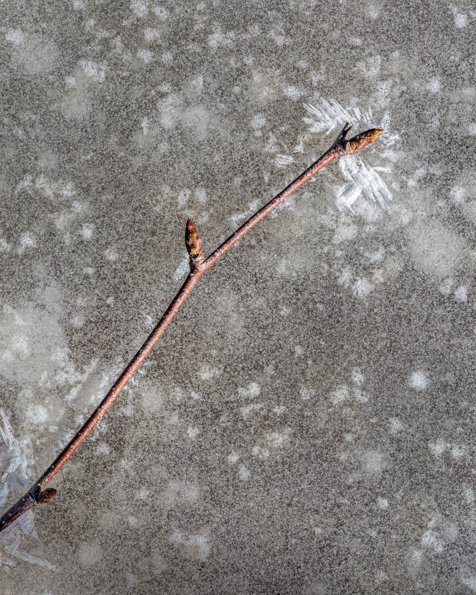 What I find particularly interesting about this photograph are the ice crystals at the tip of the twig, which serve to add emphasis.