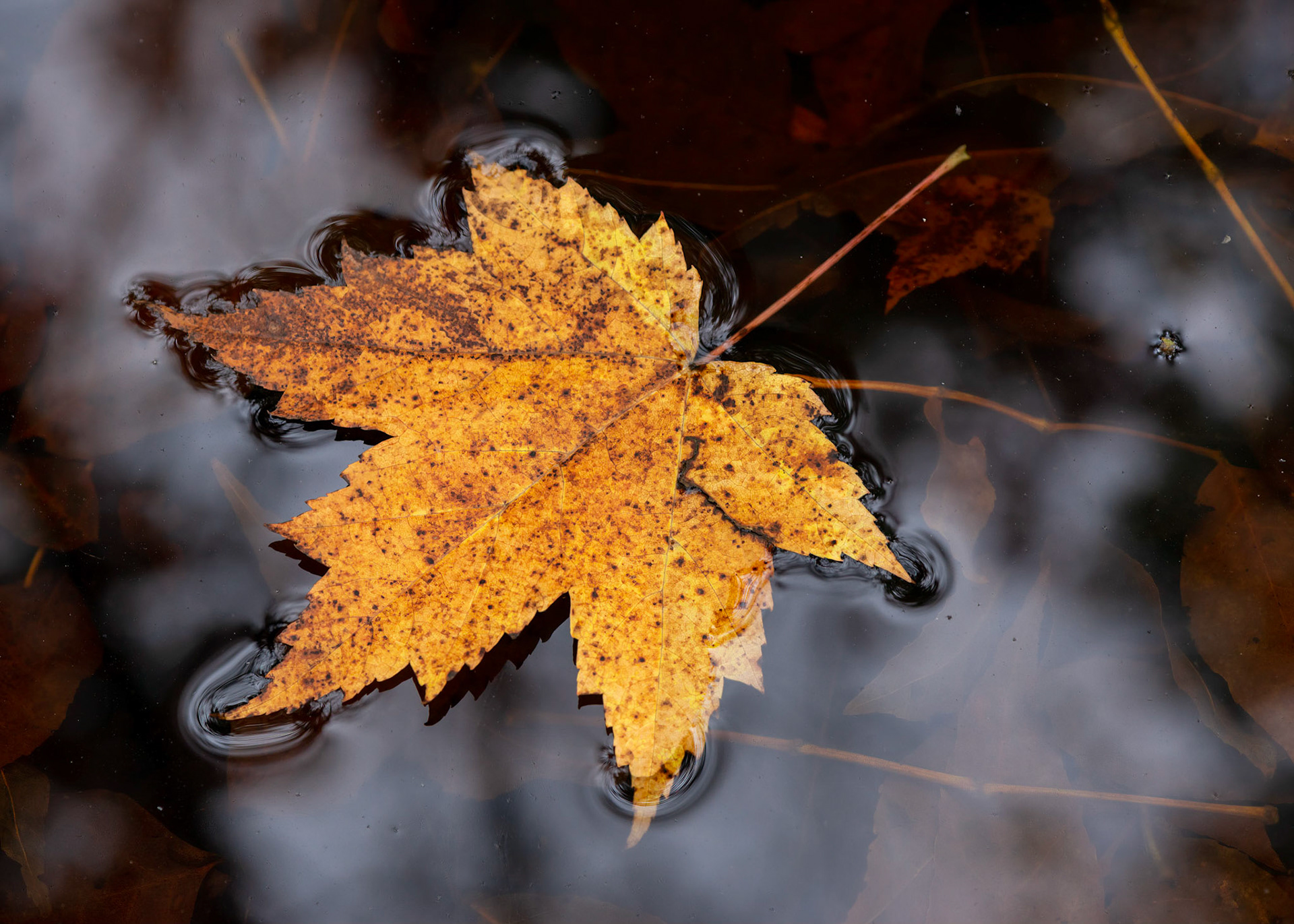 I saw this leaf as I was walking along a creek. I chose an angle to emphasize the textures and the contrast with the reflected sky.