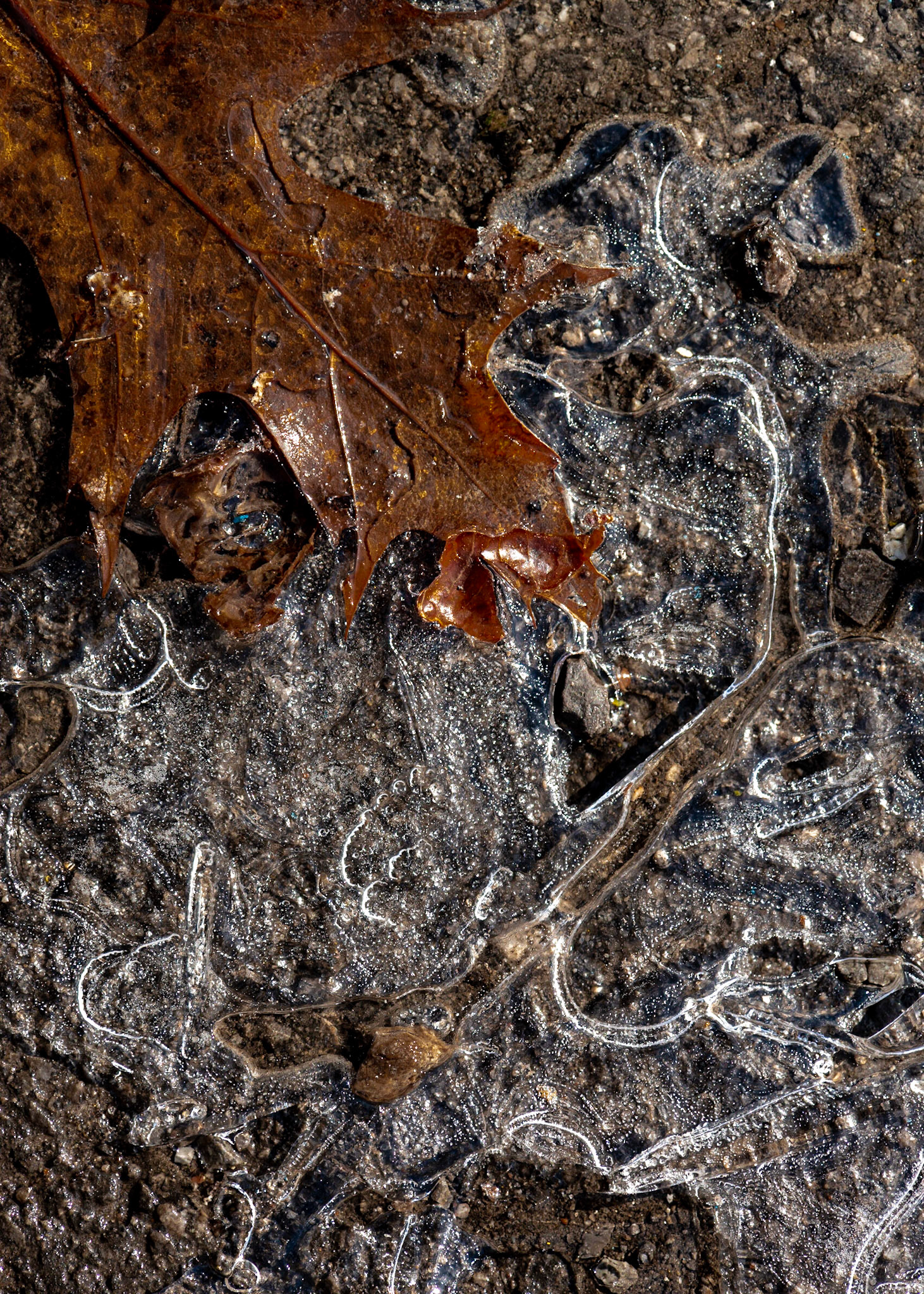 Always pays to look where you're walking. I found these interesting shapes in the parking area.