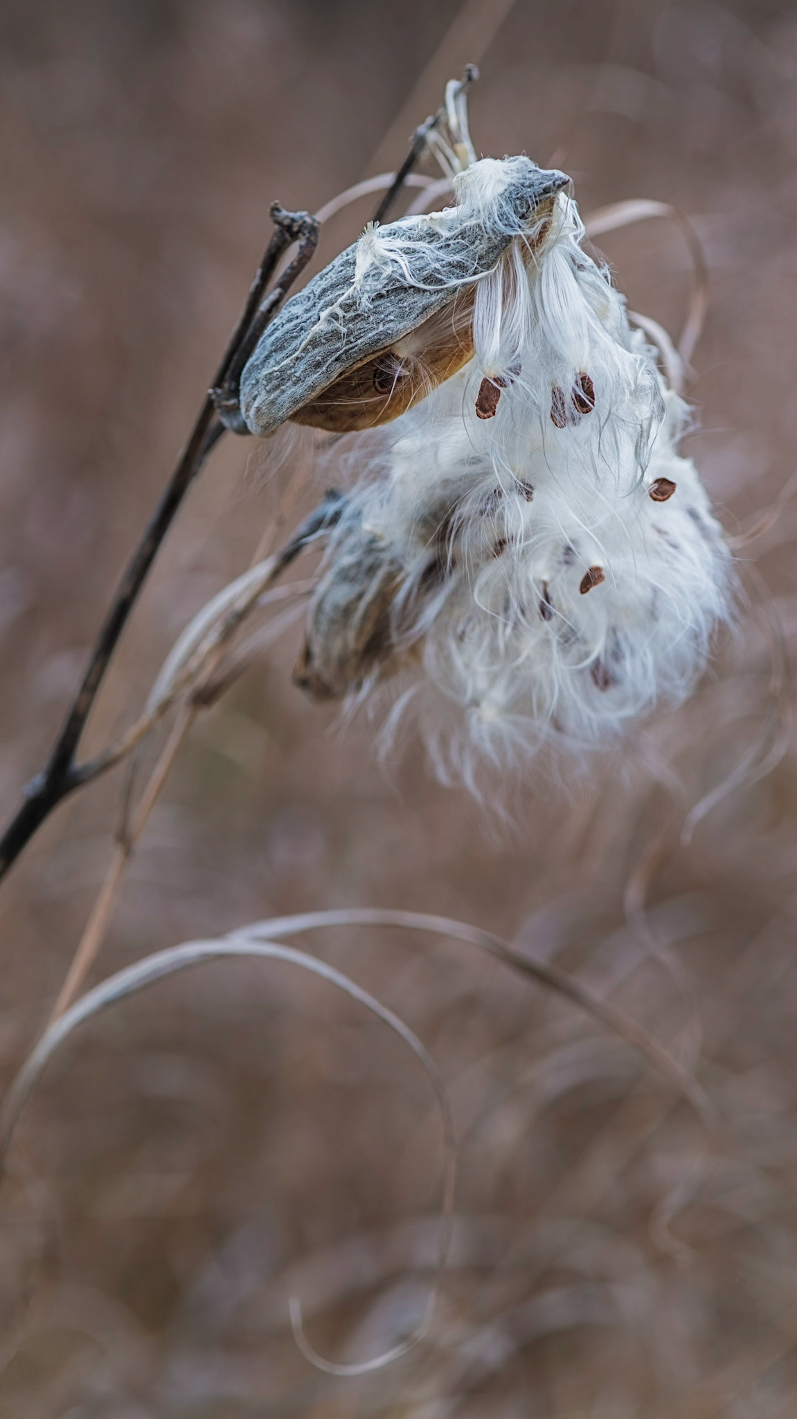 Milkweed pods offer a beautiful cascade of soft filaments, that I have here combined with soft curling branches in the background.