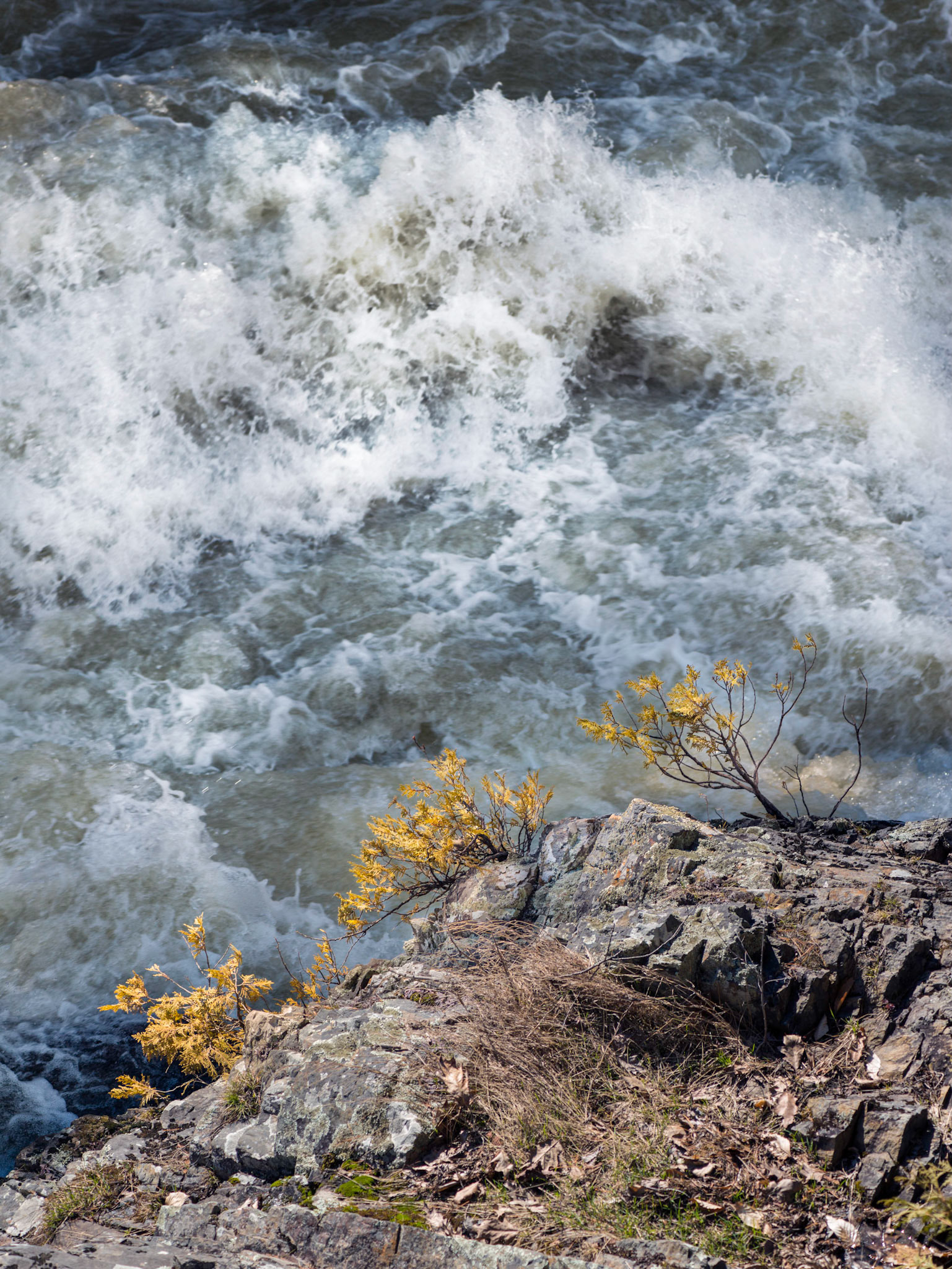 This was composed to emphasize the three plants, with the shape of the wave echoing that of the foreground and framing the plants, and with the yellow leaves set against the blue sky reflected in the water.