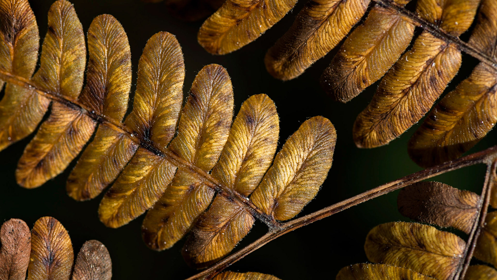 I tried several variations of this macro shot, looking for the most pleasing composition.