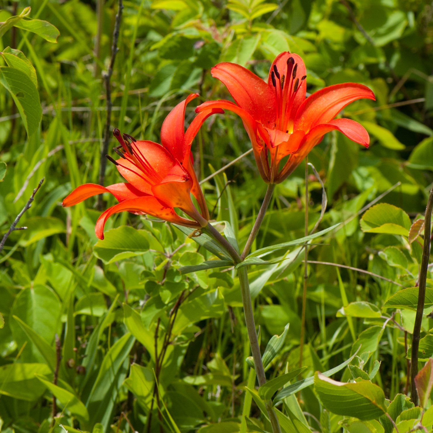 Burnt Lands (near Almonte, Ontario); RA Photo Club Outing; June 2012