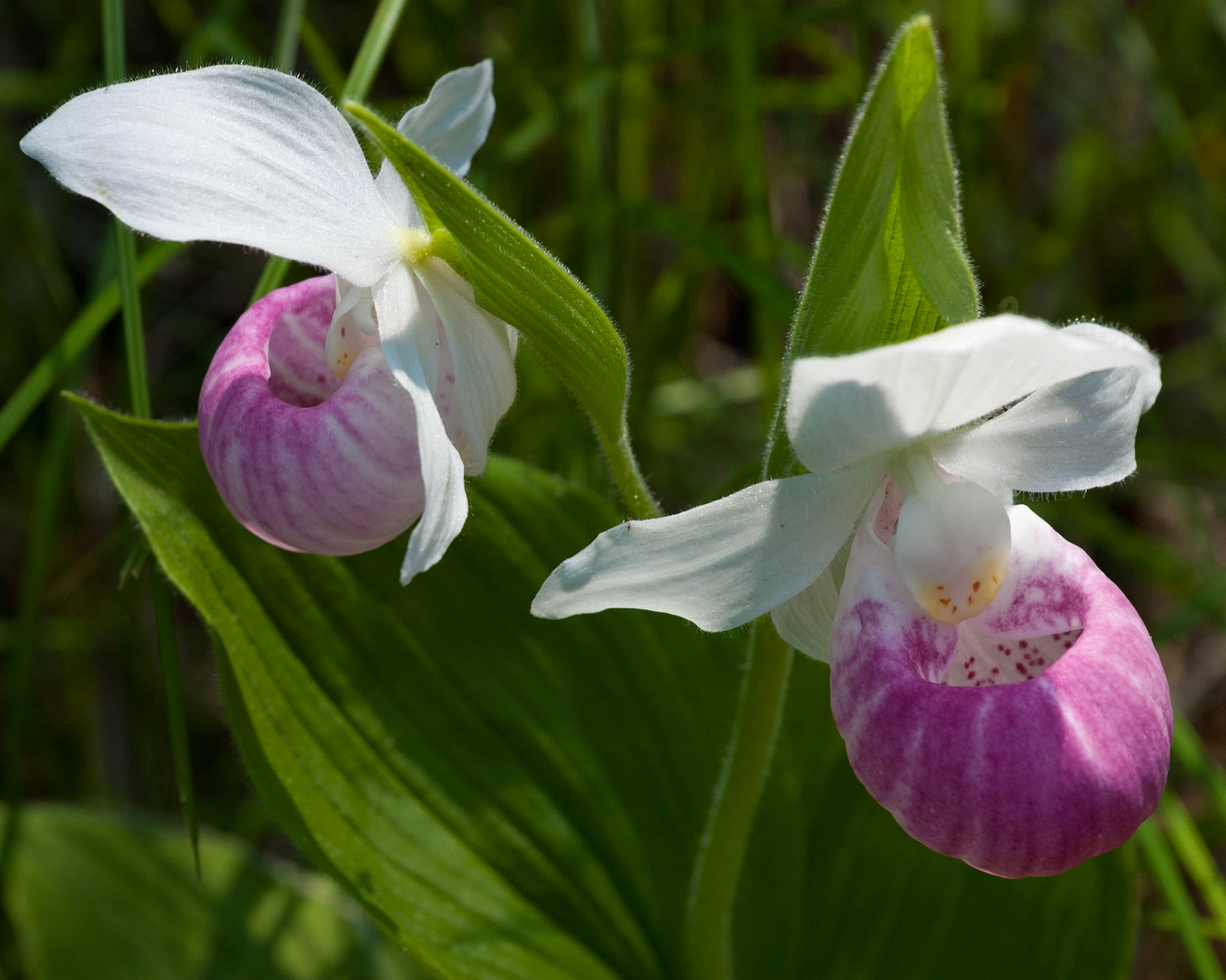 Purdon Conservation Area (near Lanark, Ontario); RA Photo Club Outing; June 2009