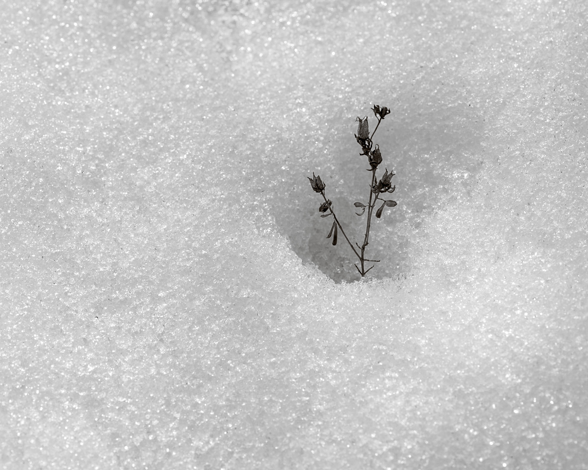 As the snow melts, dormant plants once again see the sun. In a few weeks, this area will be lush with growth as the cycle of life revolves.